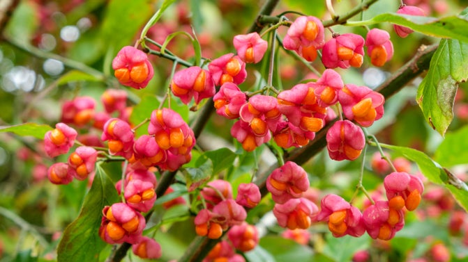 Close-up shot of bright pink seed pods with an orange interior, on thing, green-leaved branches