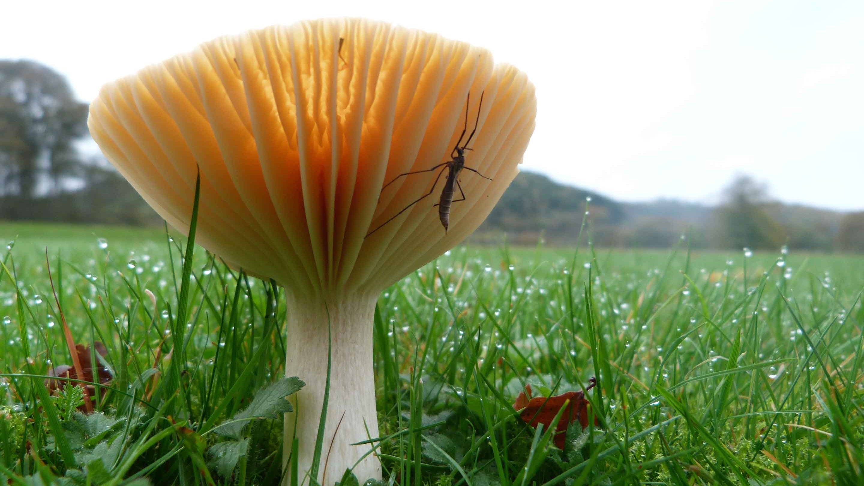 Close up of a waxcap fungus in dewy grass with a cranefly on the underside gills