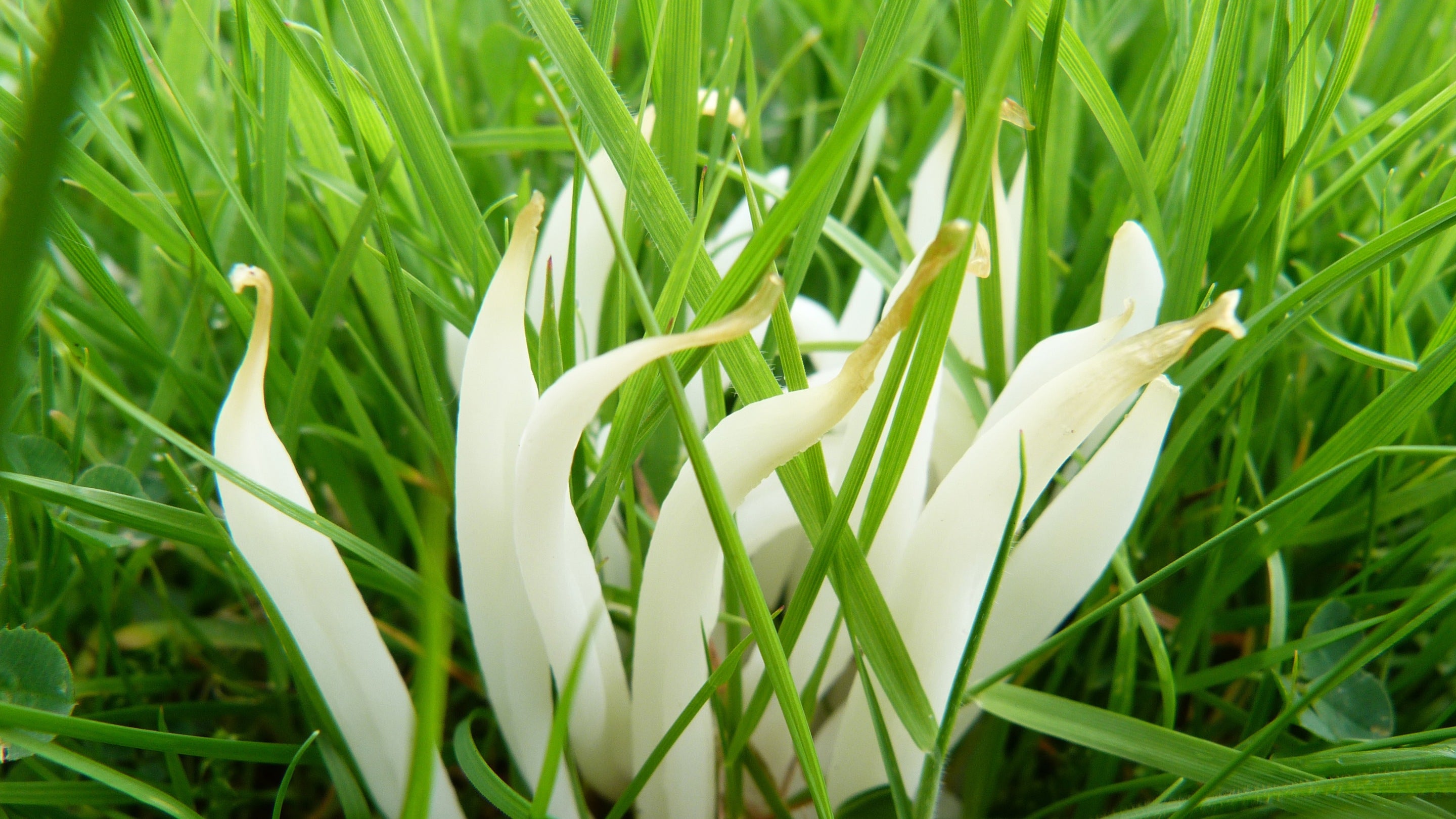 White fungi spindles growing in grass