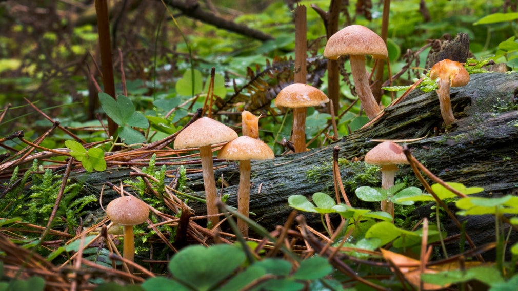 Fungi growing on the woodland floor next to a fallen tree trunk