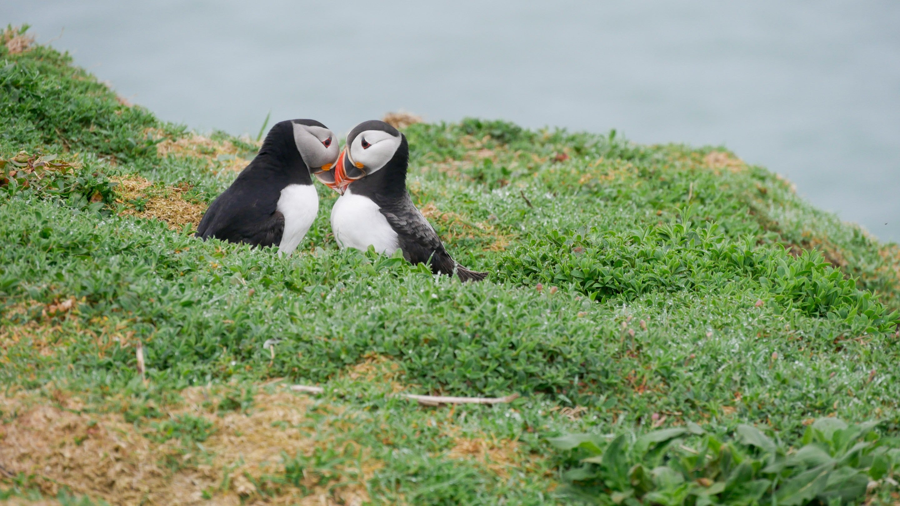 Two kissing puffins on Skomer Island, South Wales