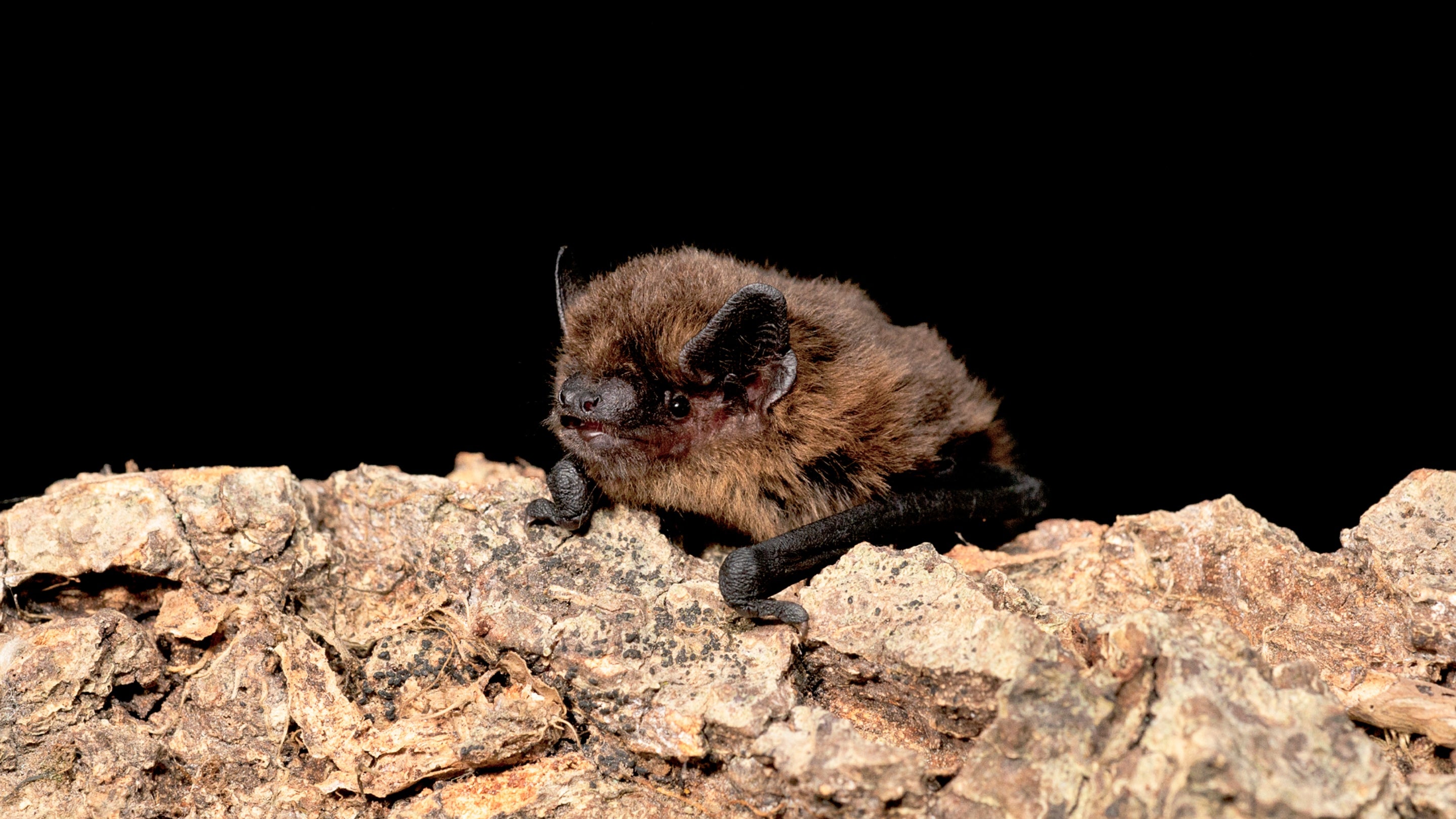 Juvenile male common pipistrelle bat (Pipistrellus pipistrellus) resting on tree limb