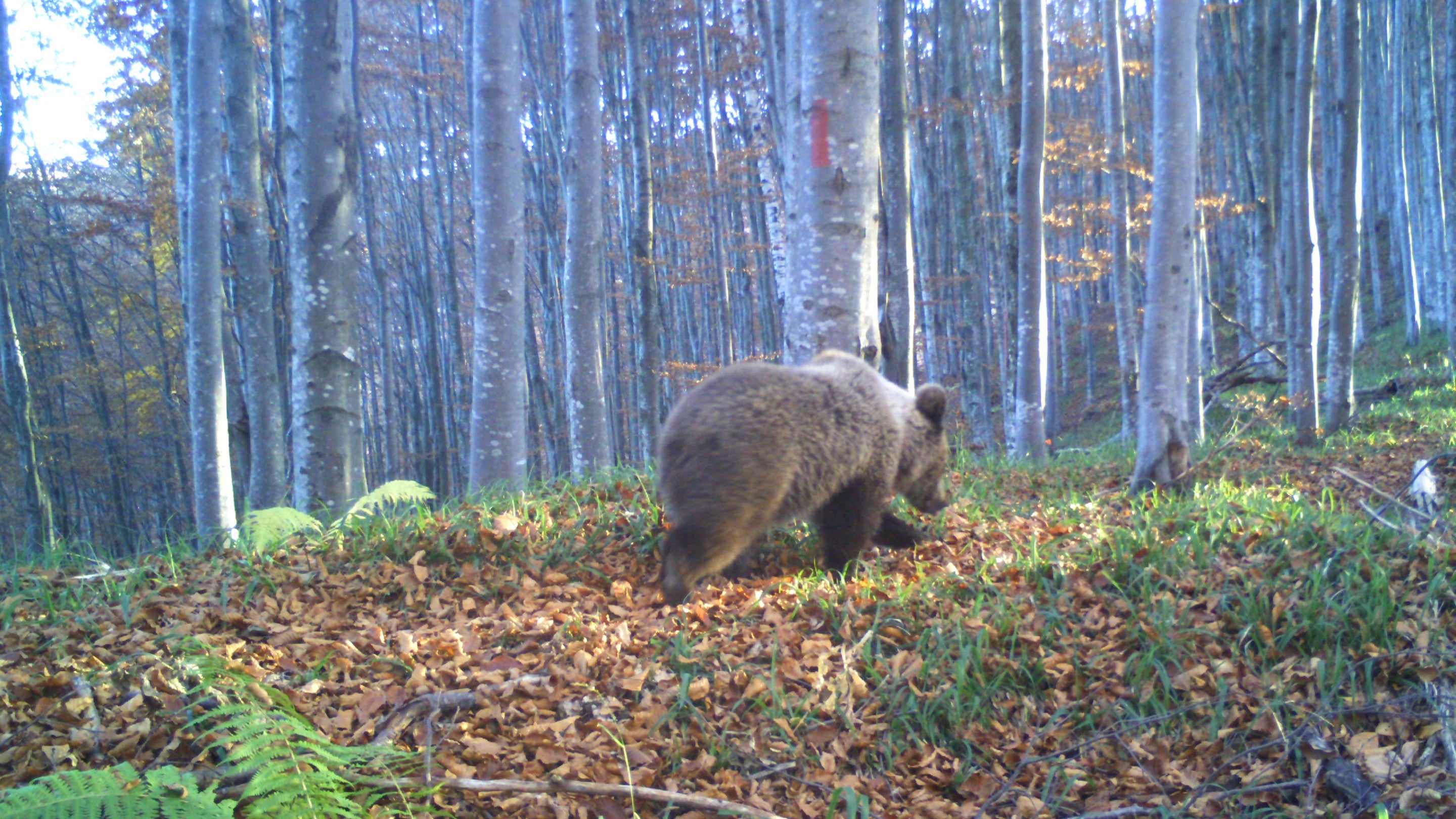 A brown bear in the woods in Romania