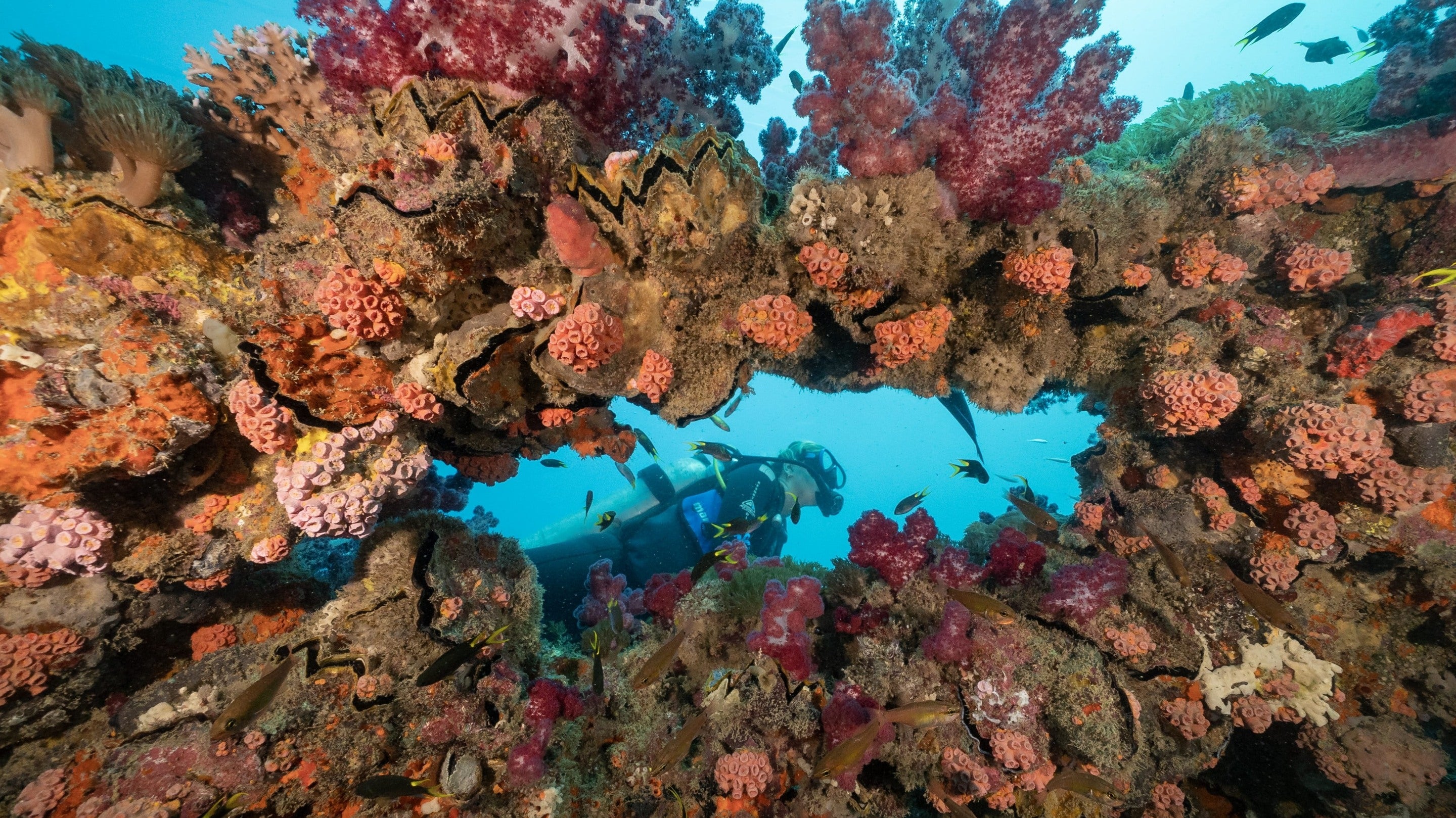 Yongala Dive exploring an underwater wreck.