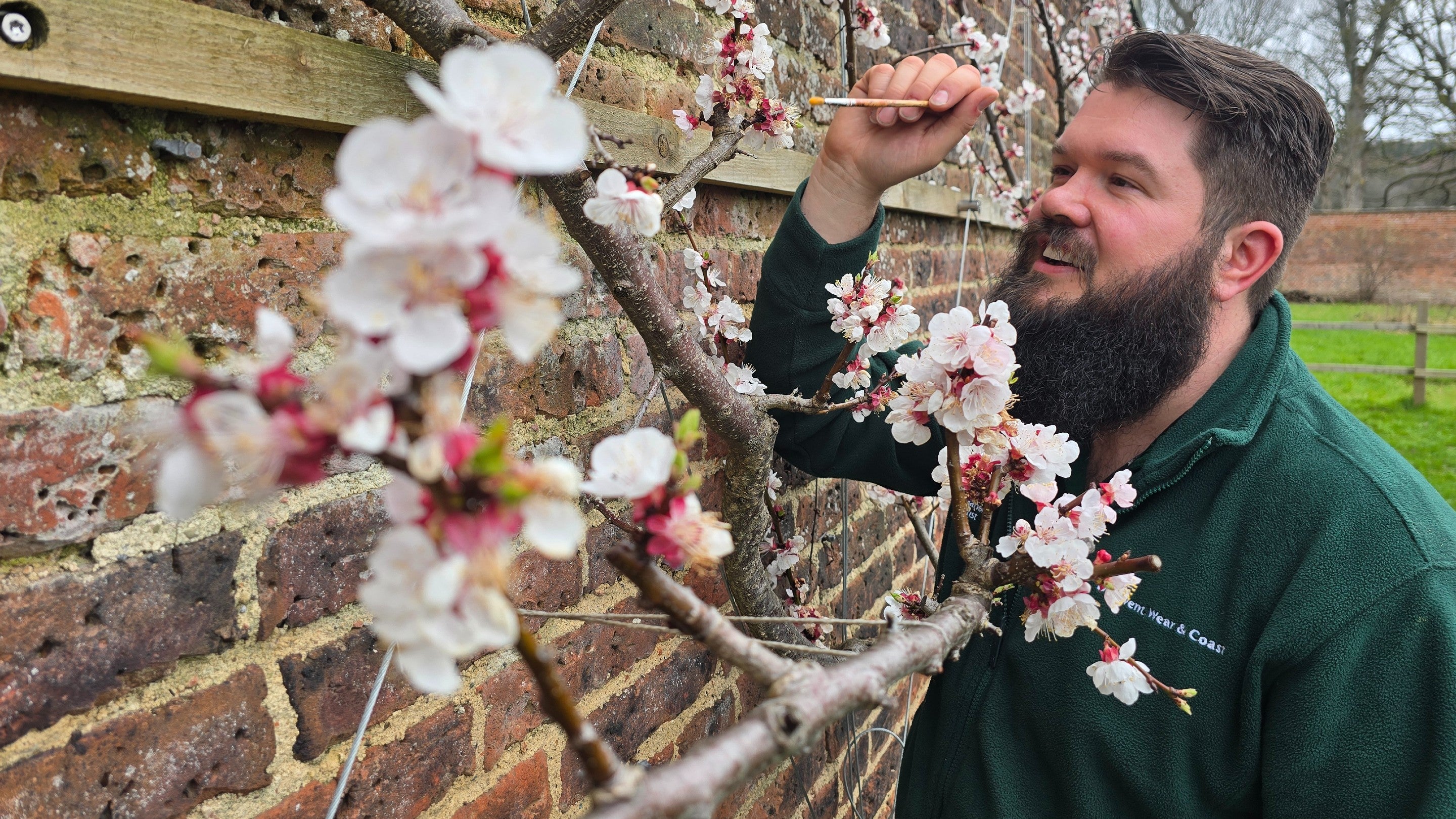 Gibside Head Gardener Cail Stewart hand-pollinates apricot blossom