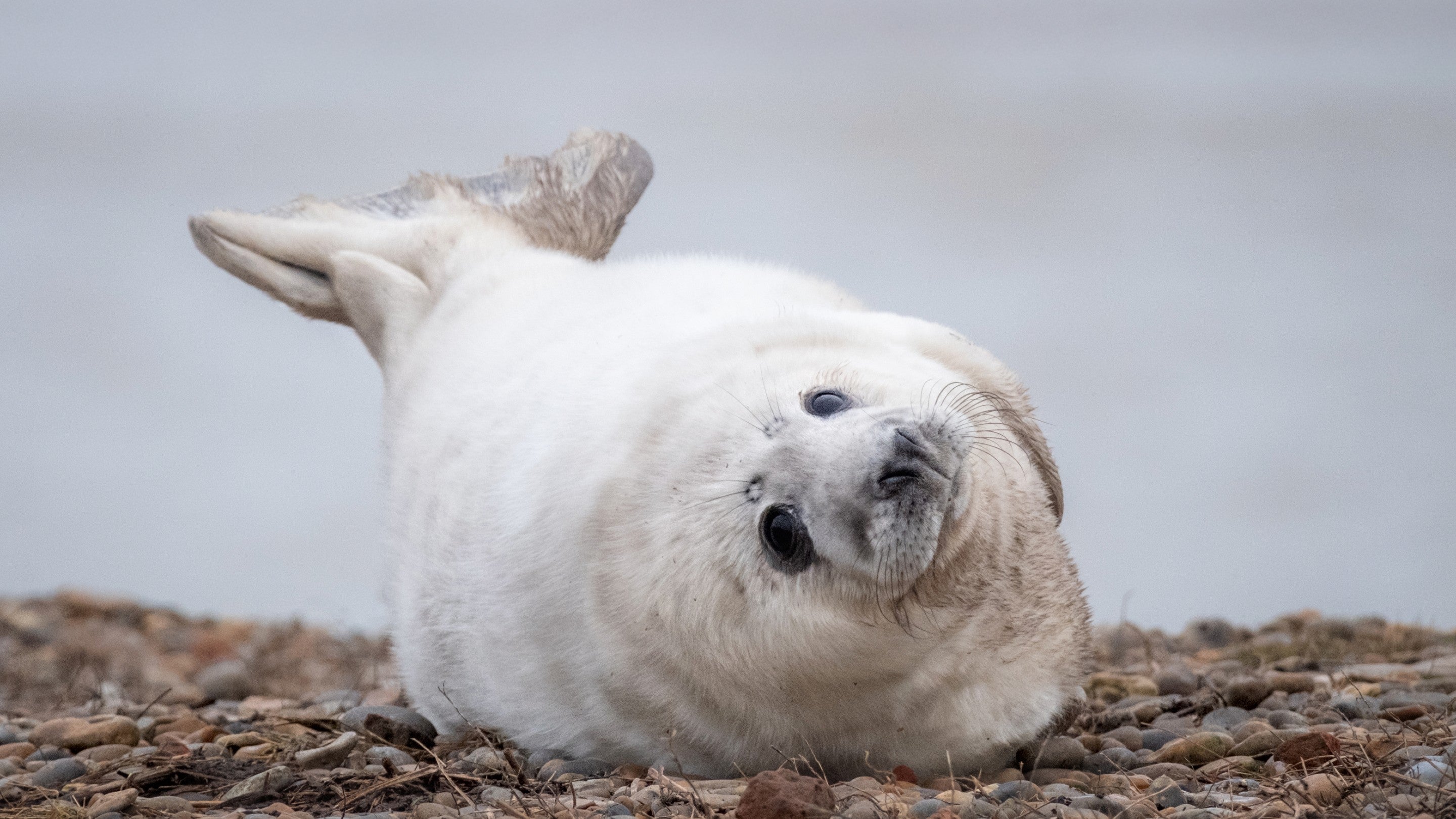A grey seal pup on the shingle at Orford Ness
