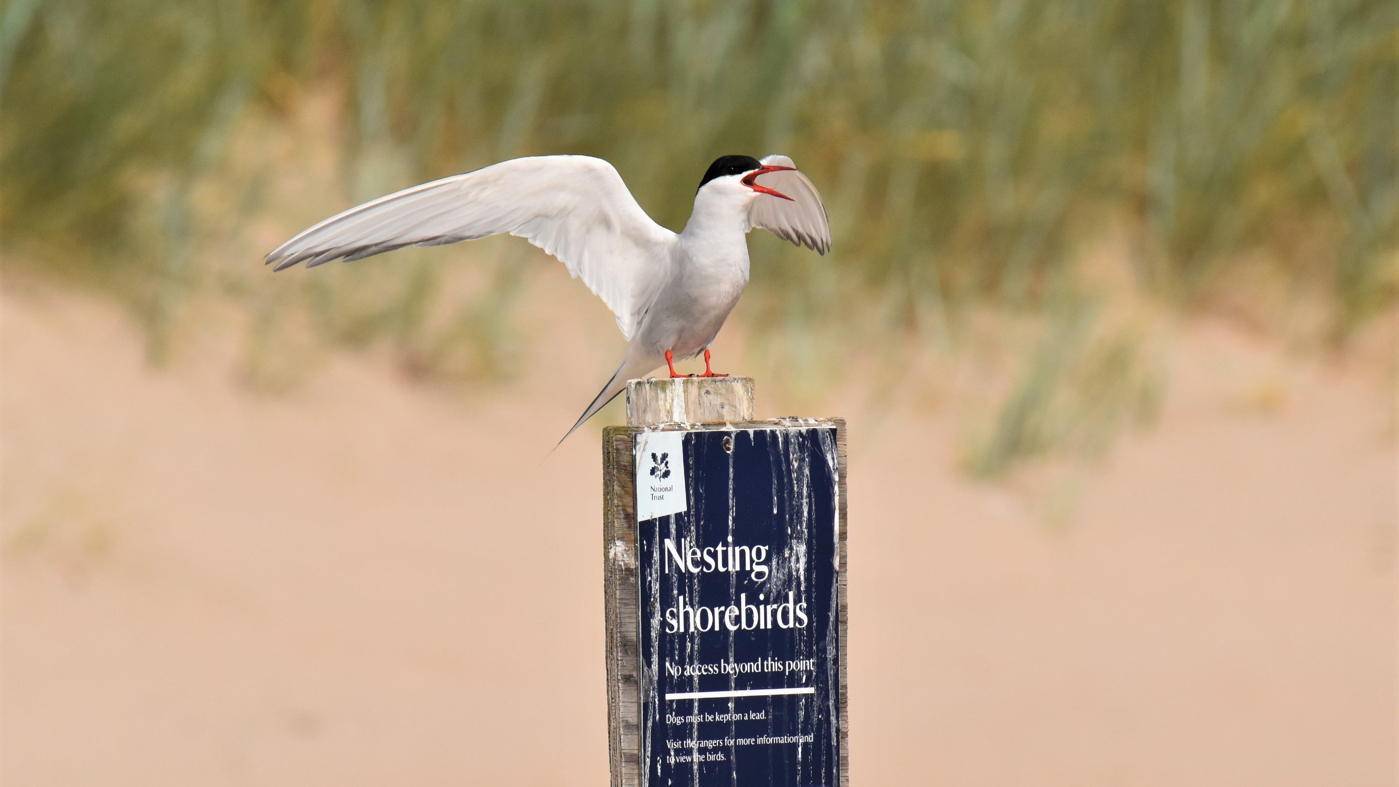 Black and white arctic tern sitting on a sign on the beach that says Nesting Shorebirds