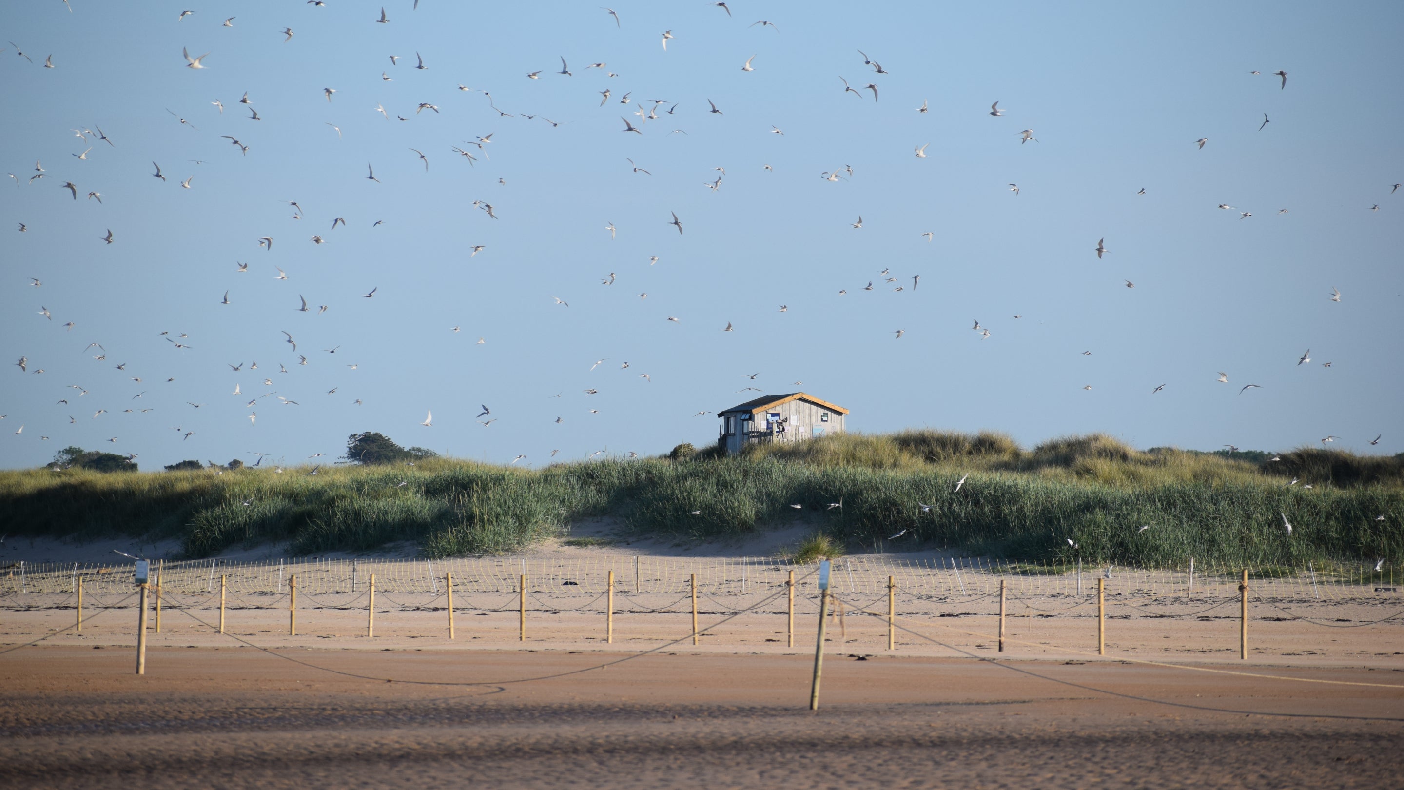 A flock of birds flies in front of a clear blue sky above a stretch of beach with fences, with a small house in the background
