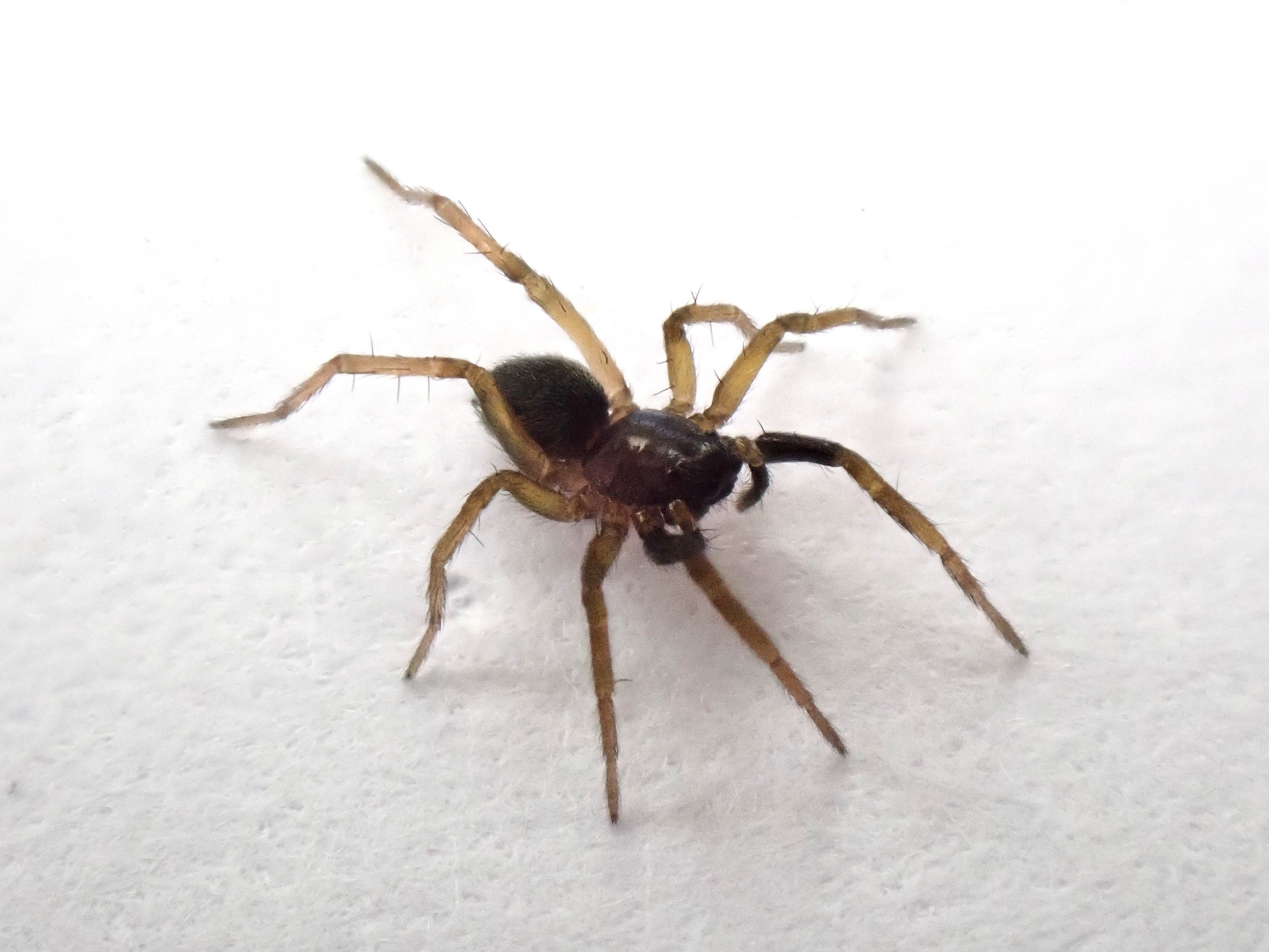 A close-up image of a small, orangey-brown spider on a plain white background