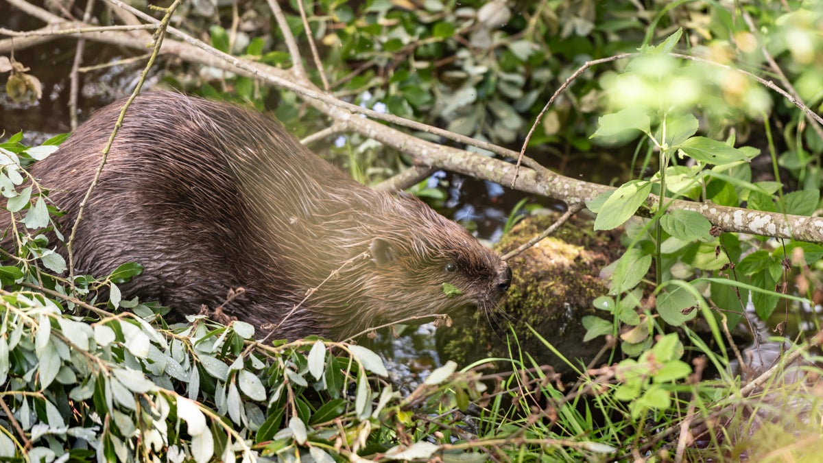 Beaver reintroduction at Wallington National Trust