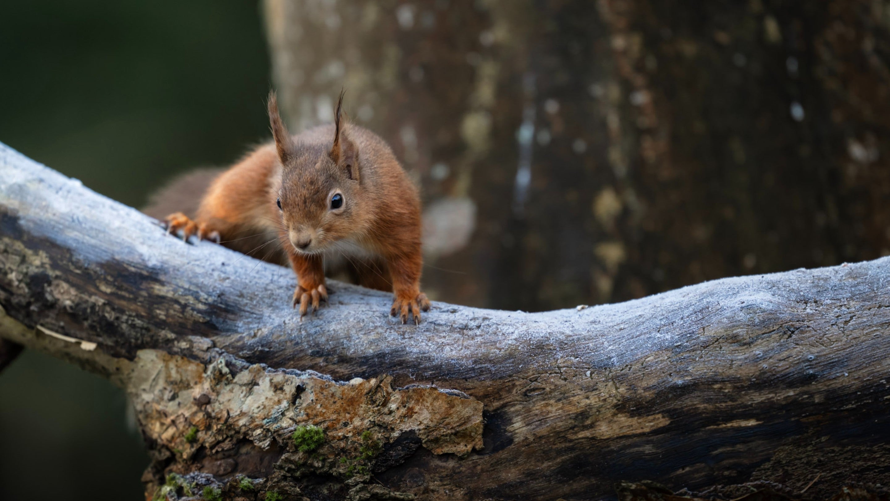 Mount Stewart, home to species including red squirrels, will host BBC Winterwatch