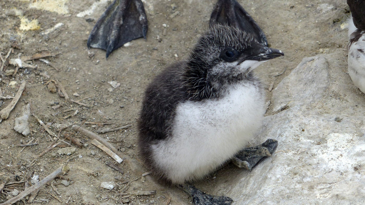 A small guillemot chick sits on the cliffs of the farnes, a circular ball of fluff, with a white tummy and dark grey back and head.