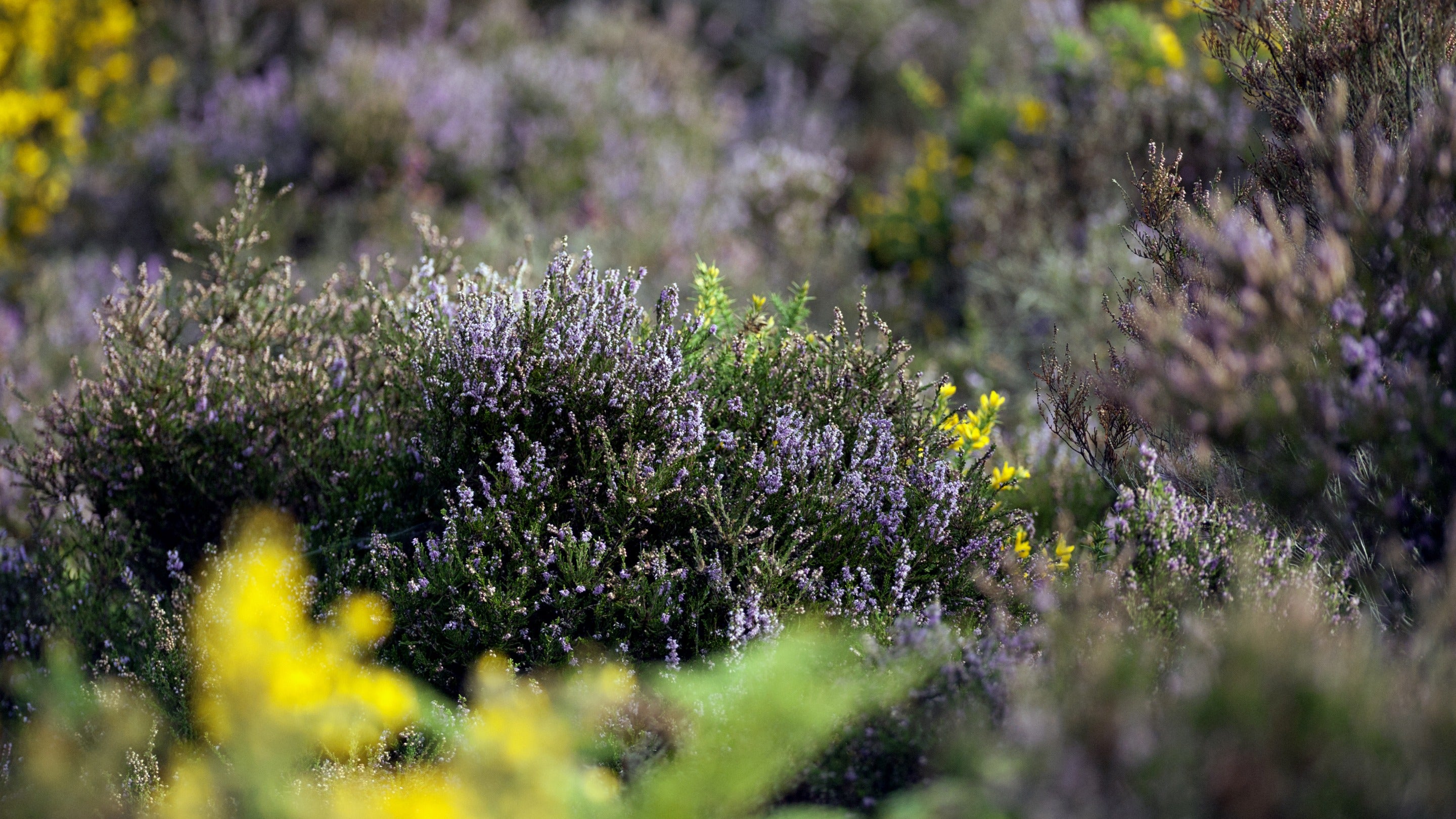 Purple heather at Brownsea Island, Dorset