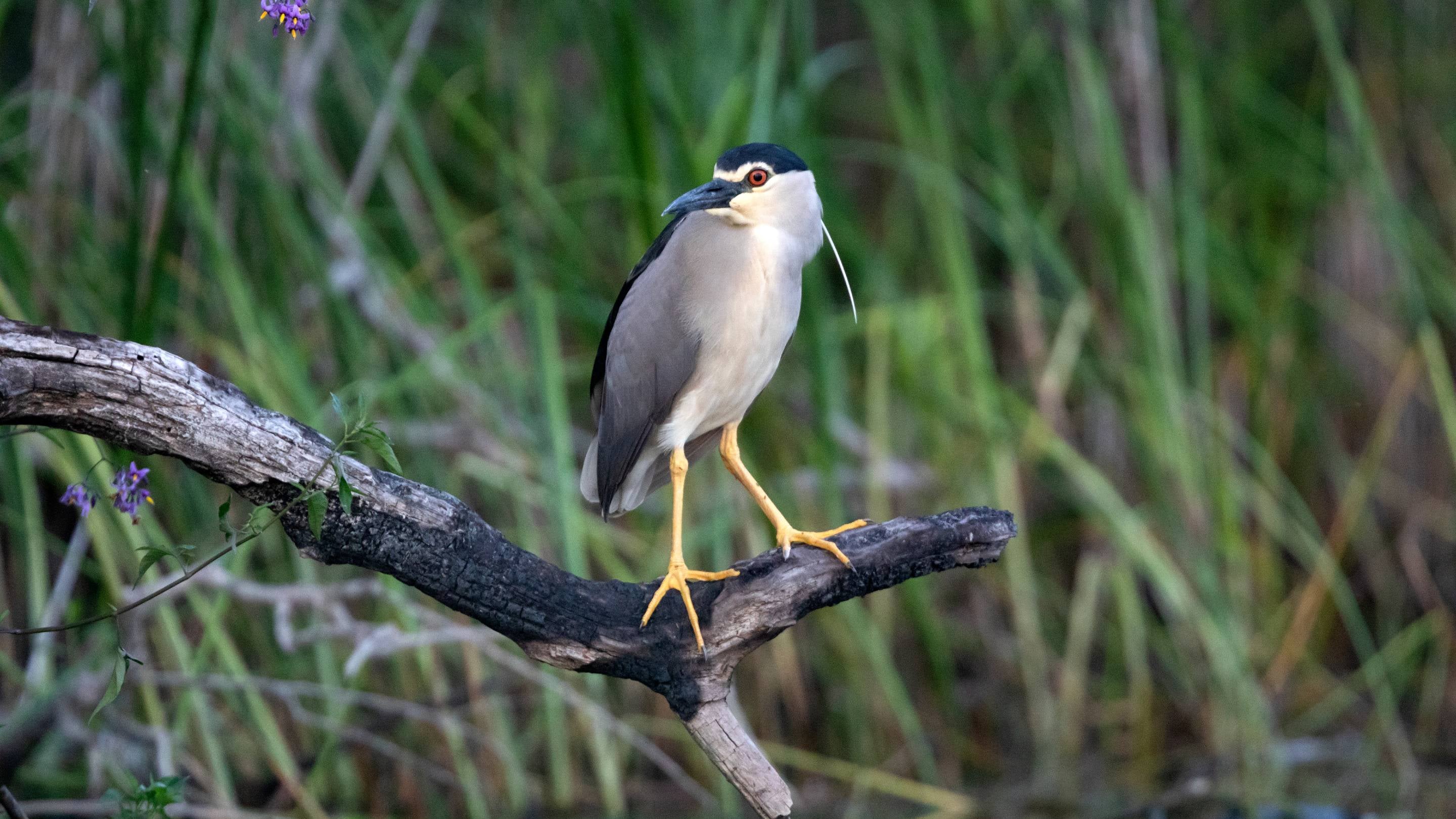 A black-crowned night heron