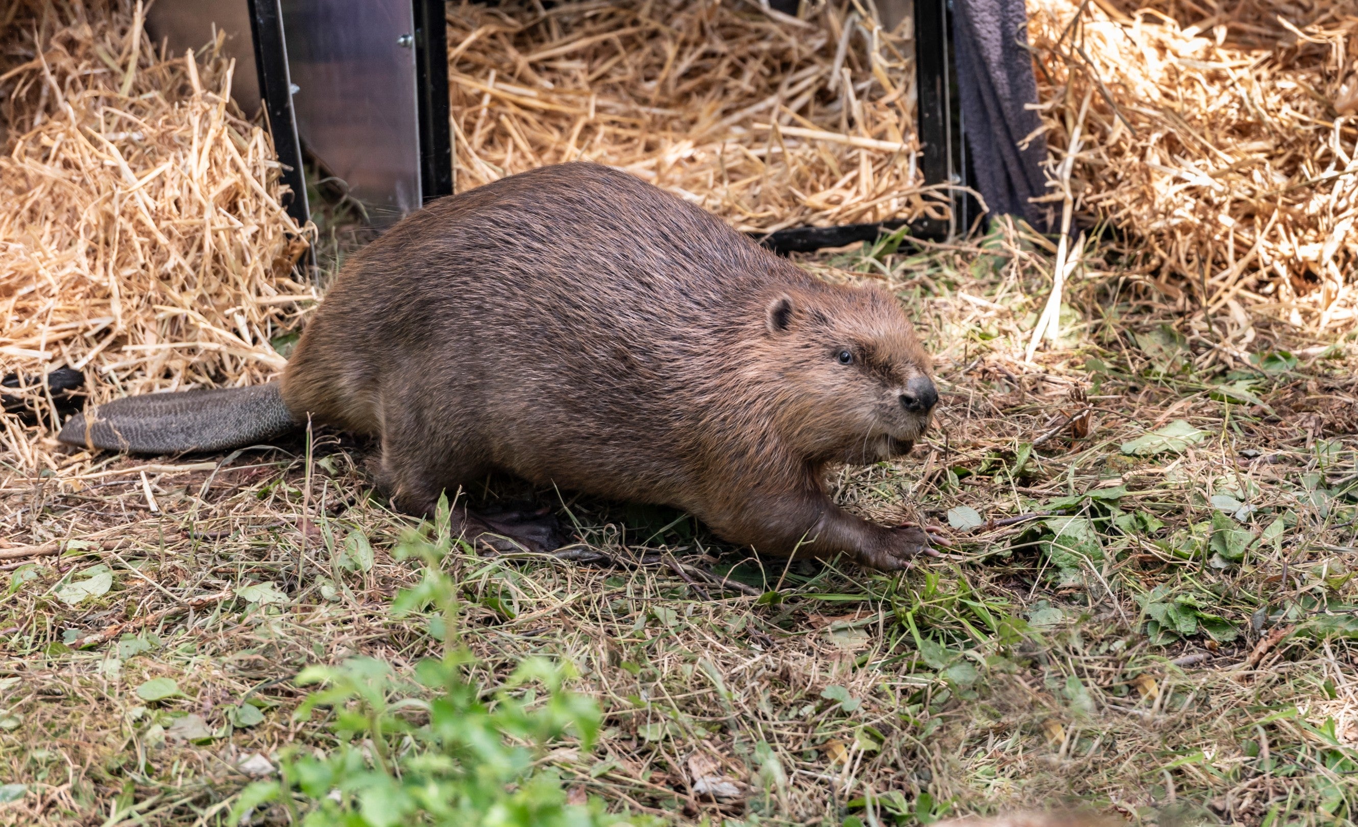 Steve McQueen the beaver has produced his first kit with mate Doris