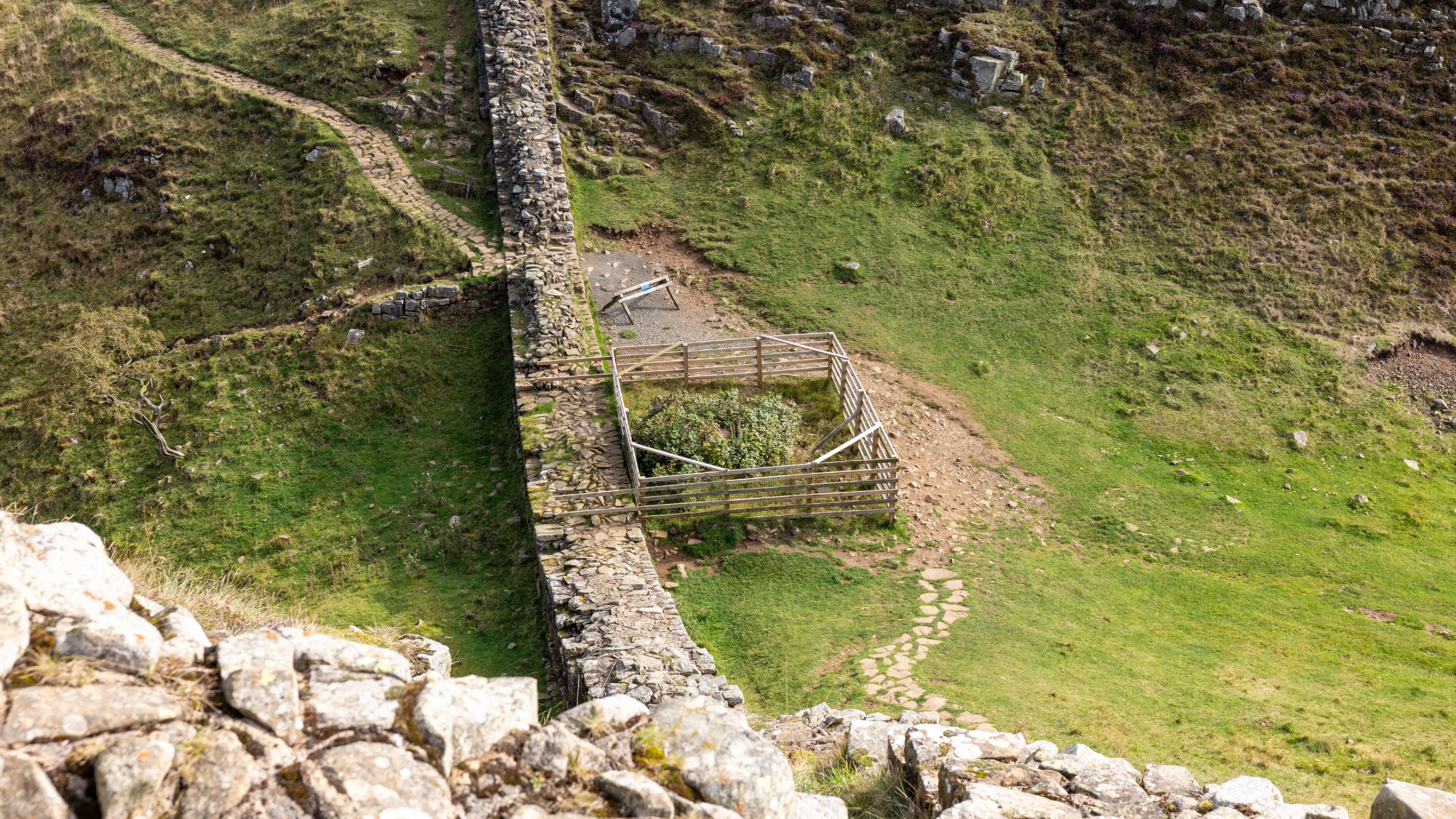 Overlooking the regrowing Sycamore Gap stump on Hadrian's Wall
