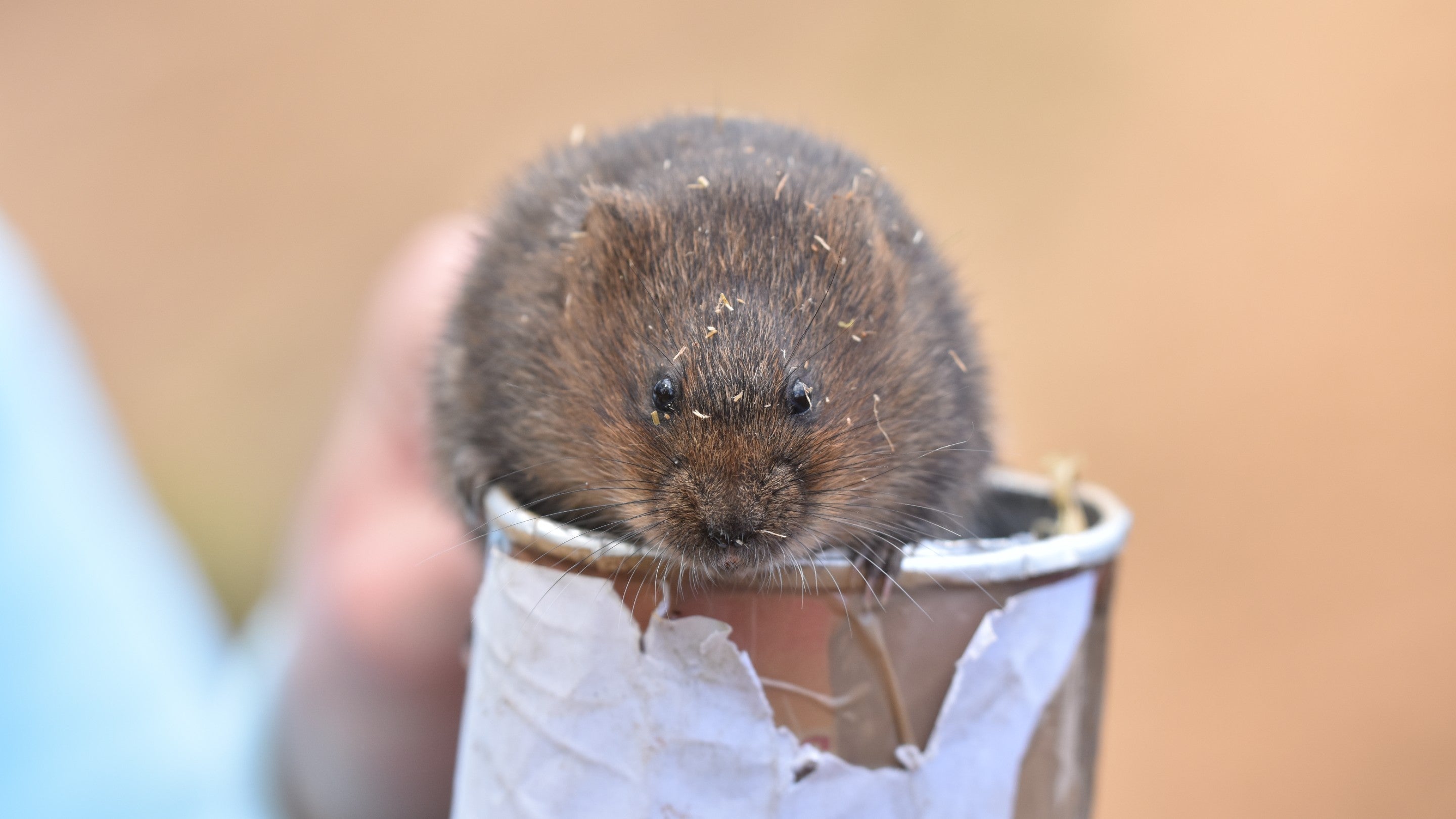 A water vole ready for release at Woolacombe