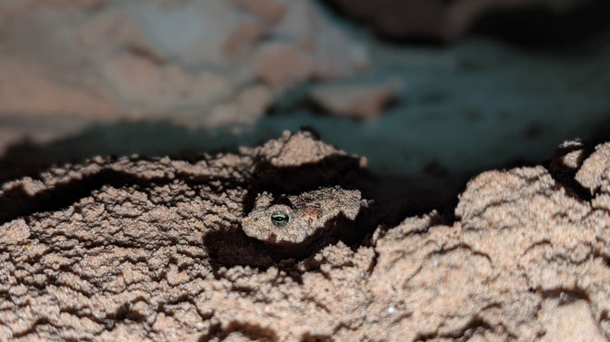 Natterjack toad on rocky surface