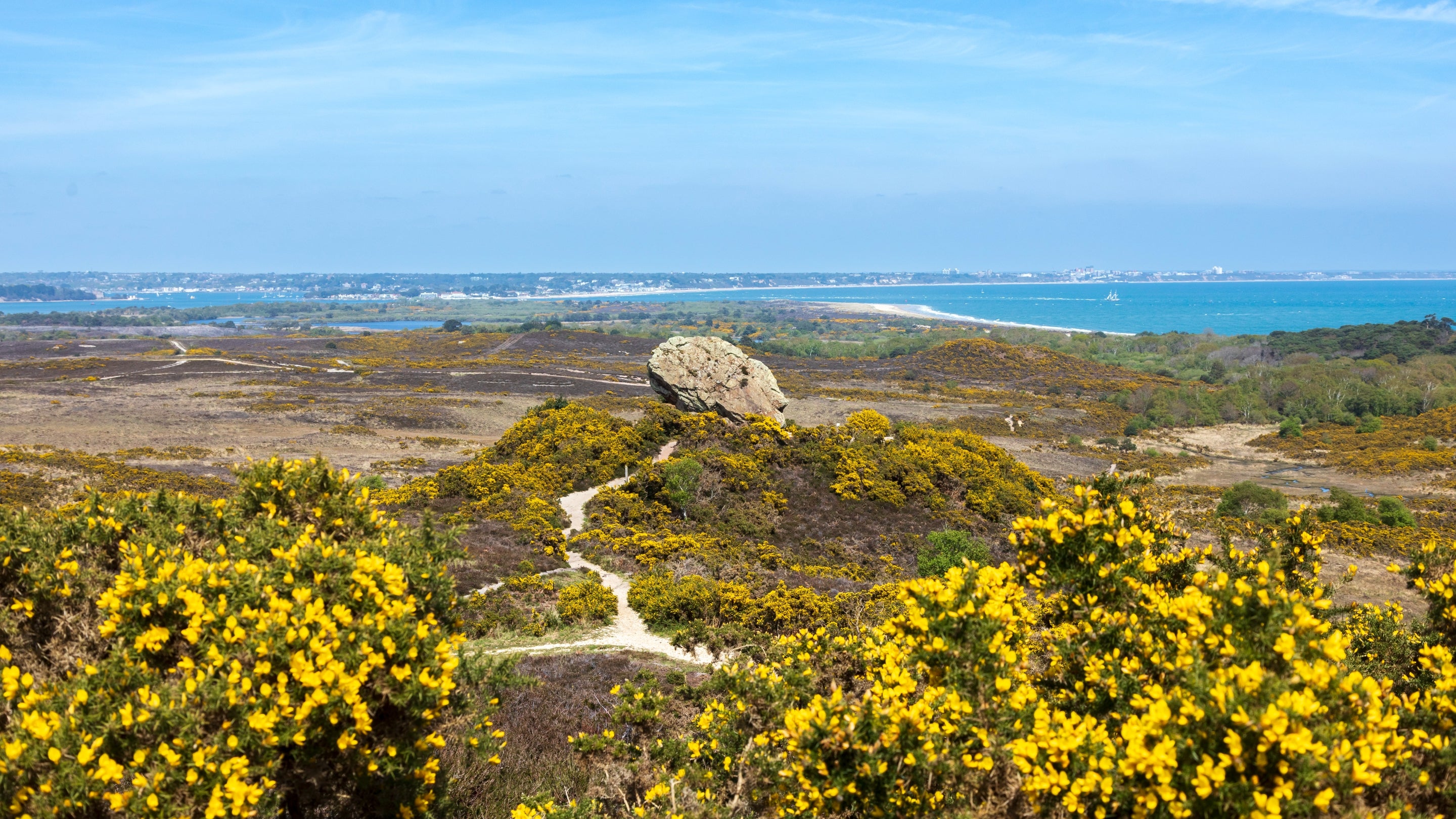 A view over Purbeck Heaths with yellow flowers in the forefront and a big boulder in the middle of the image.