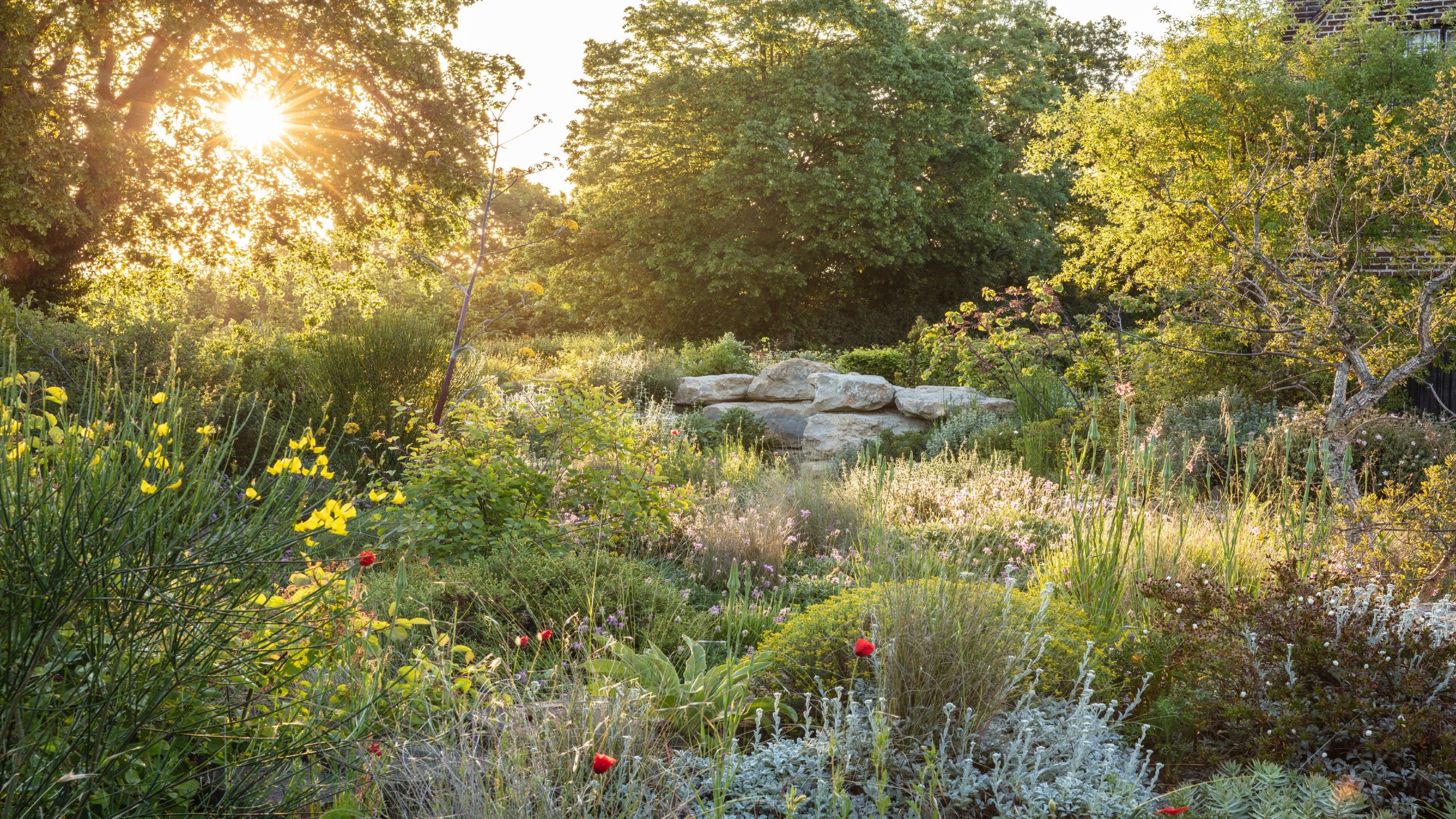 The rising sun picks out the textures in Delos, Sissinghurst