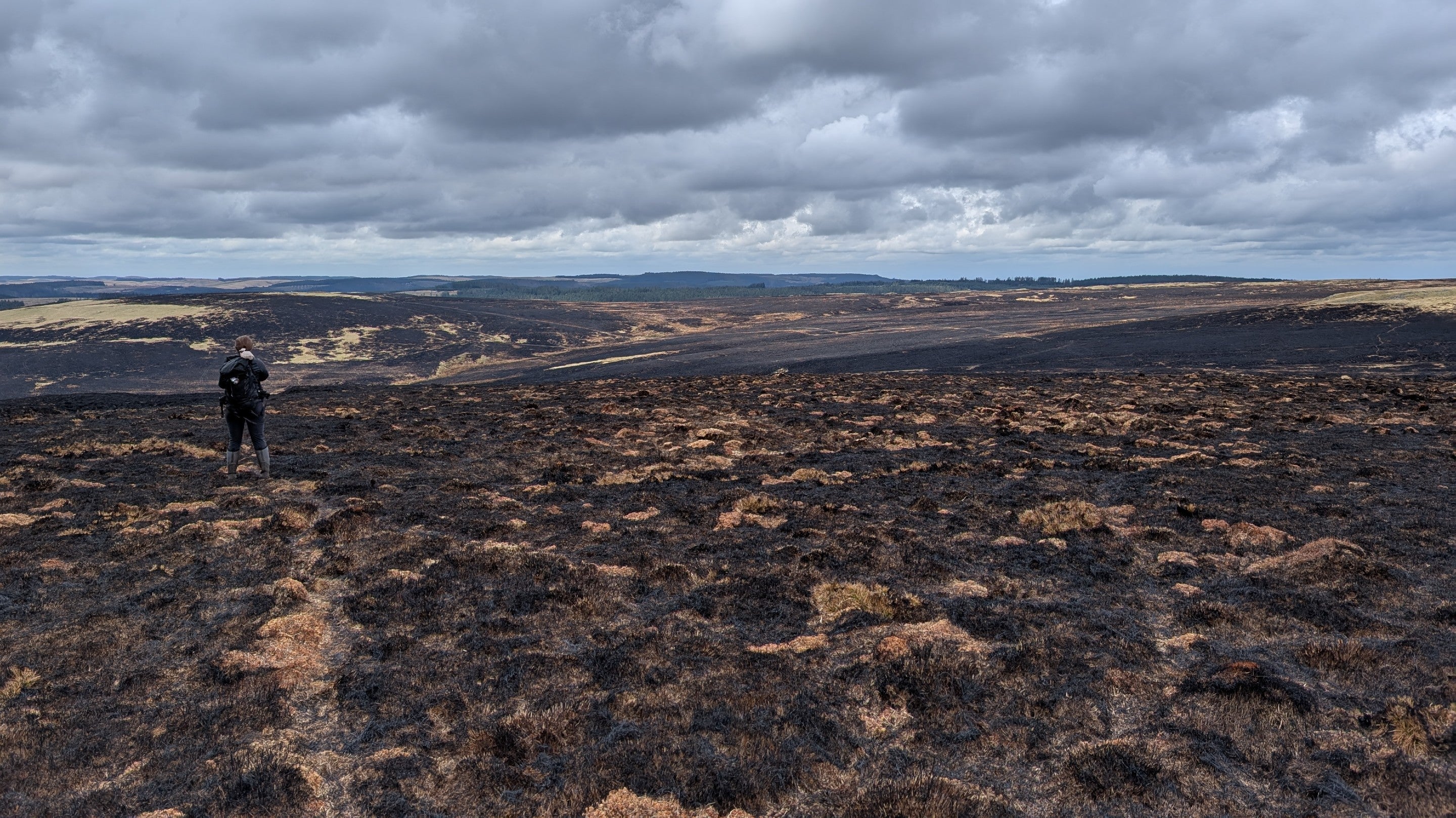 The impact of wildfire on Abergwesyn Common