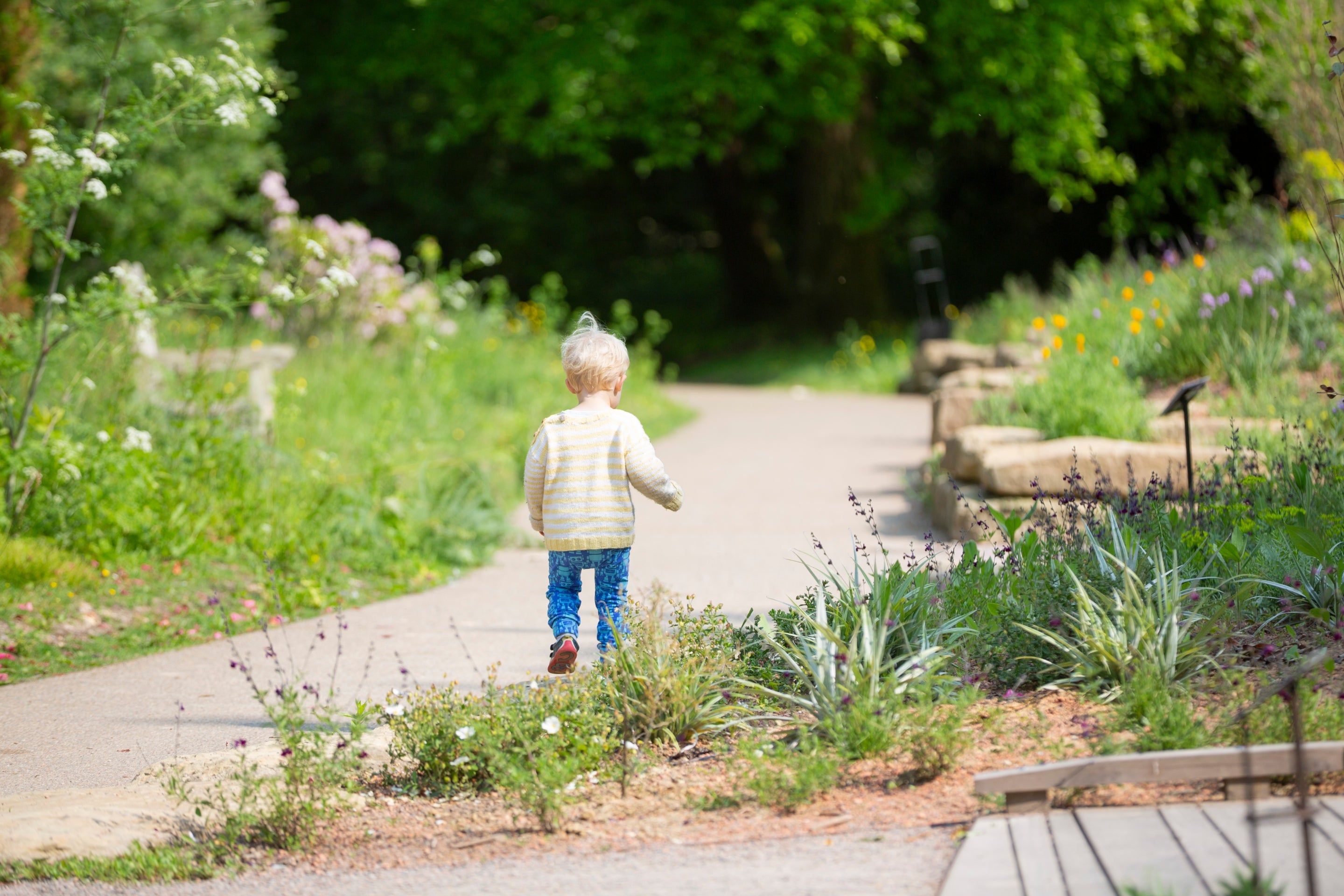 Young child walking a pathway in the garden at Sheffield Park
