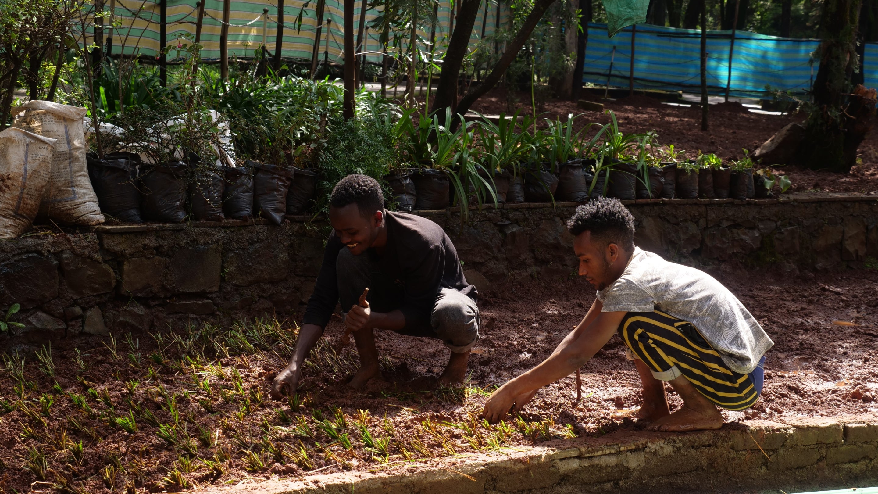 Two gardeners plant climate change resilient plants in a flower bed at the the Tsegereda Garden in Addis Ababa, Ethiopia