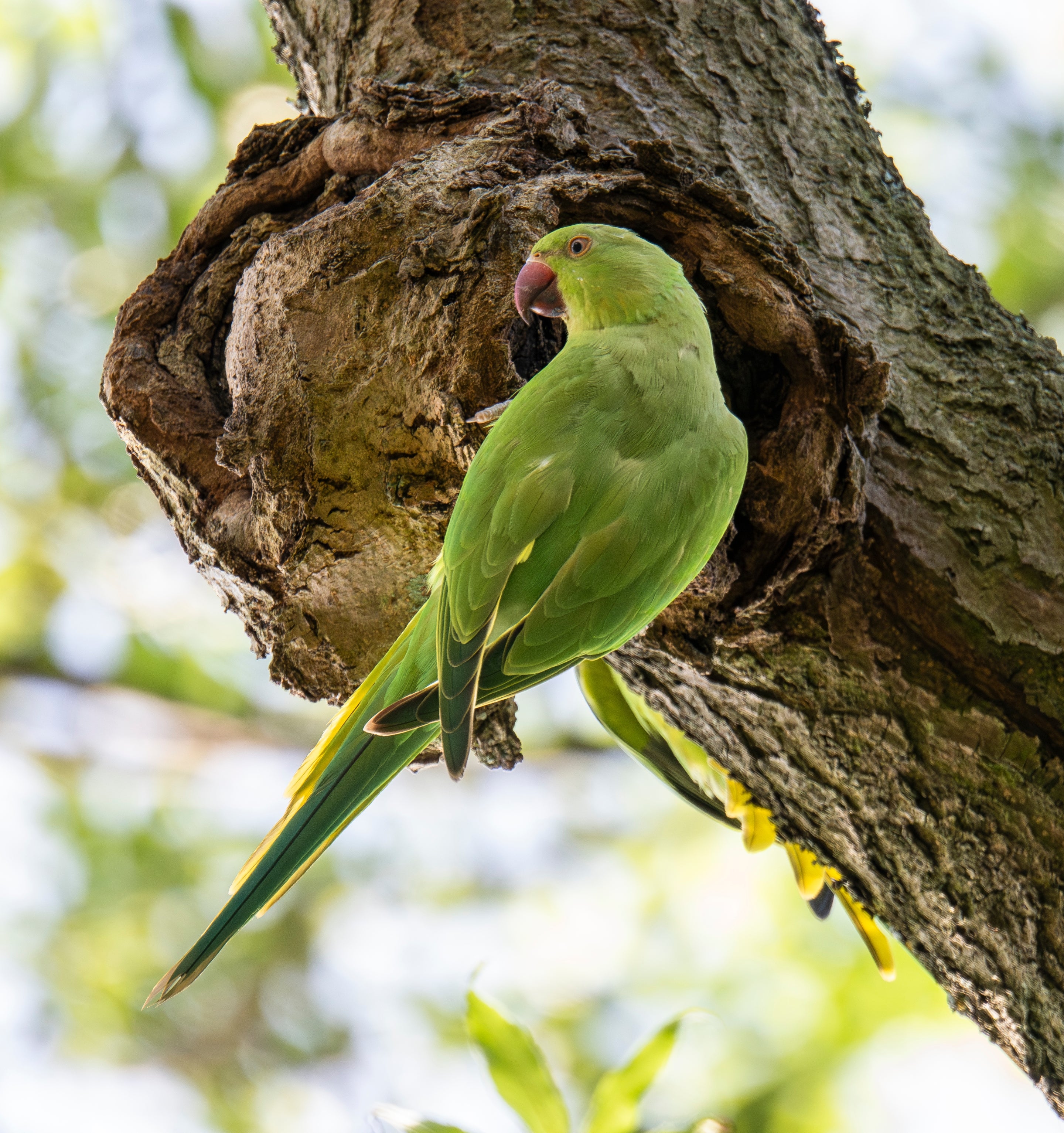 A green ring-necked parakeet perched on a tree trunk beside a nesting hole.