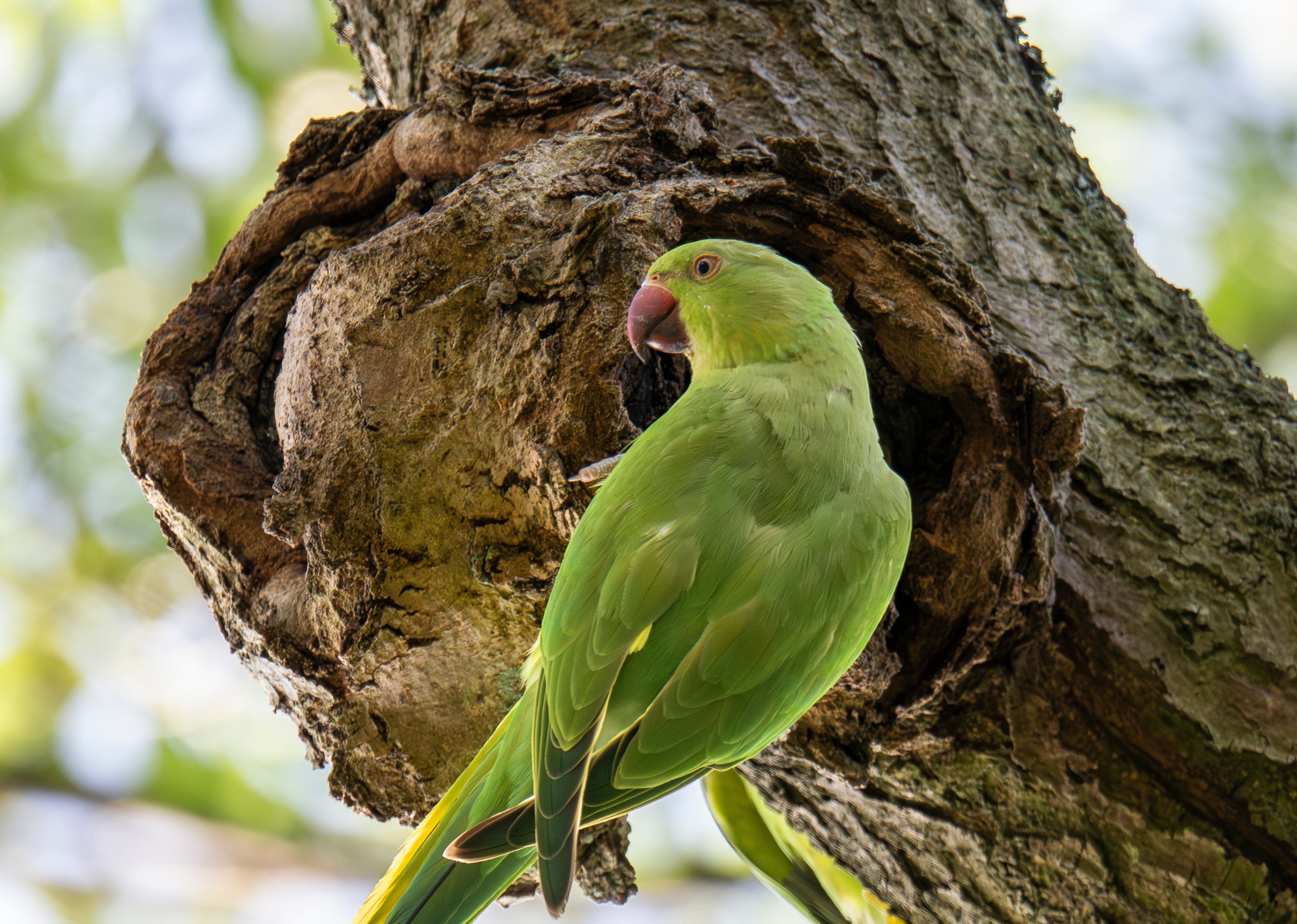 A green ring-necked parakeet perched on a tree trunk beside a nesting hole.