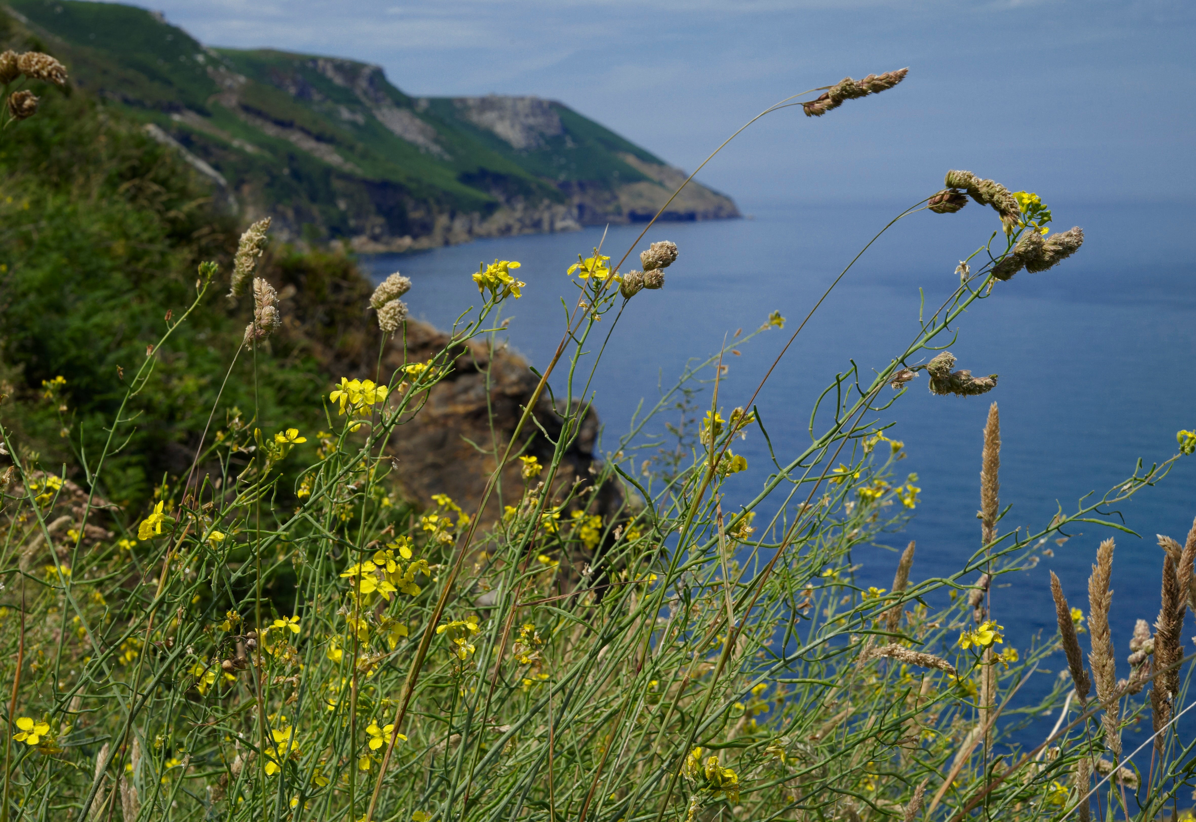 Wild cabbage and grasses growing on a coastal cliff overlooking the sea and rocky coastline.