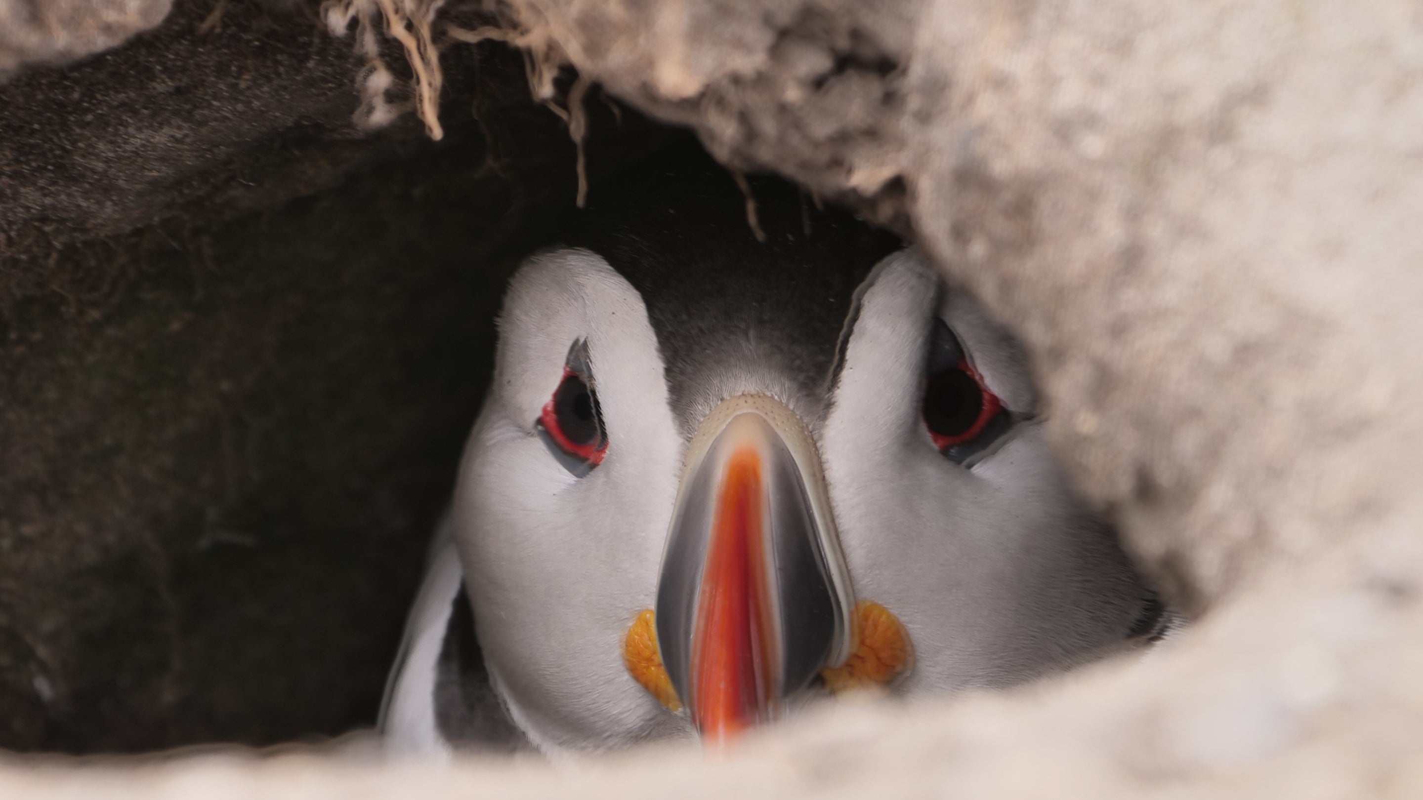 Puffin in nest burrow at Farne Islands, Northumberland