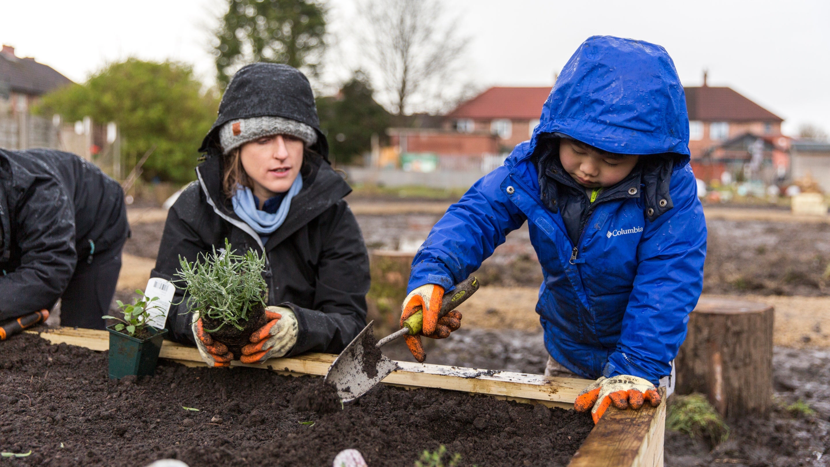Child planting lavender with National Trust staff at Broadheath Triangle community gardens in South Manchester