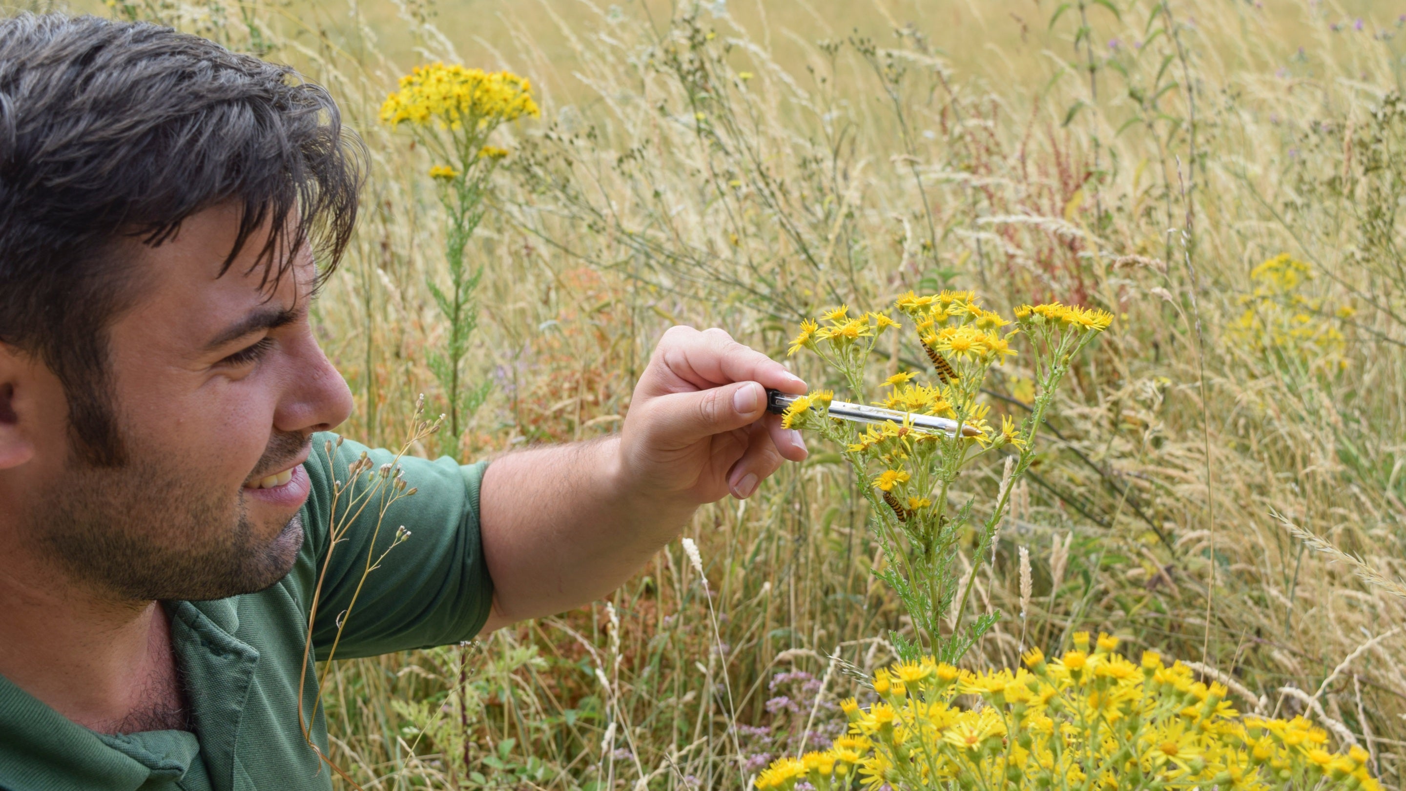Ranger doing butterfly survey at Hughenden, Buckinghamshire