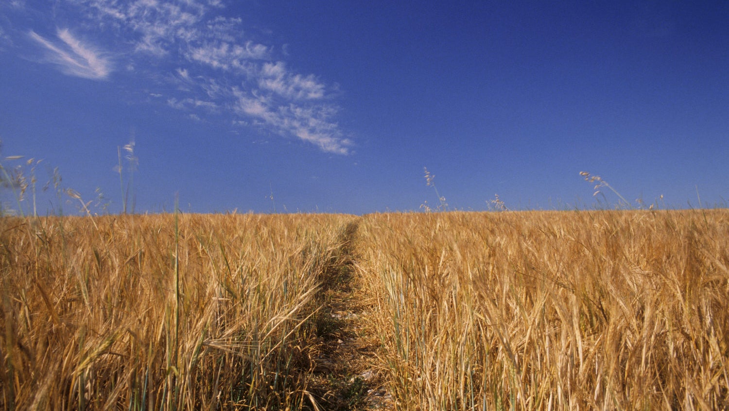 Path running through a field of corn beneath blue sky with wisp of cloud