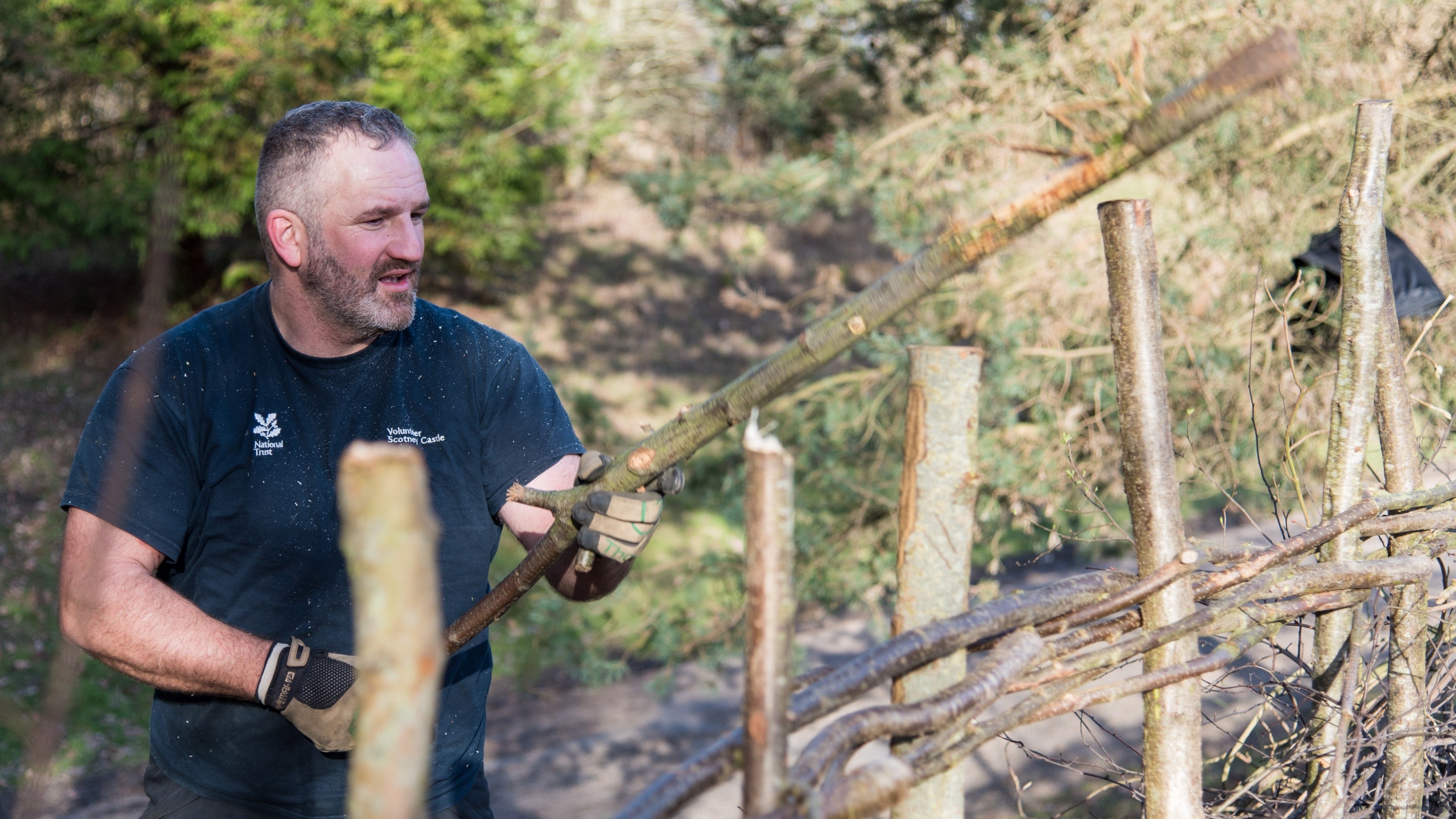 Hedge laying at Scotney Castle, Kent