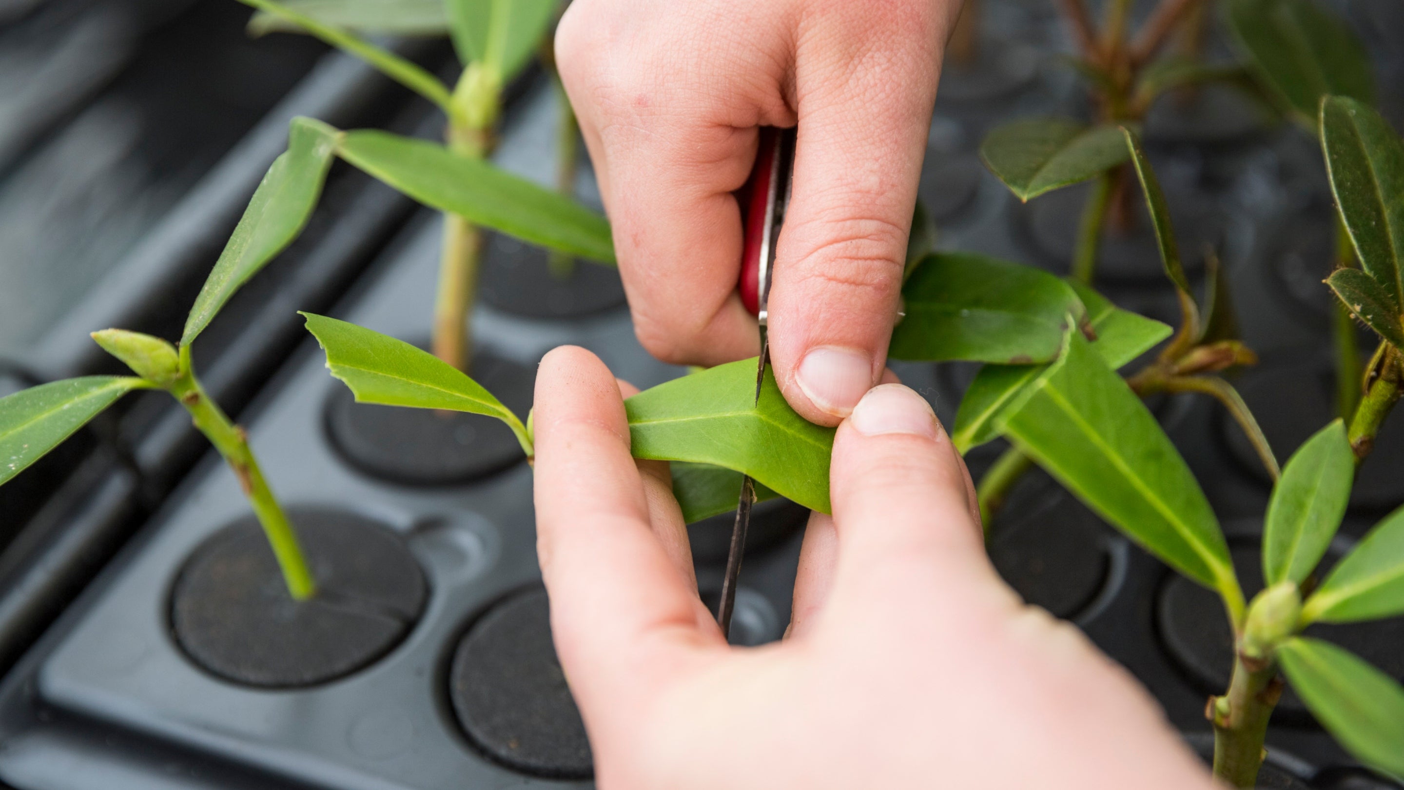 A close-up of a staff member's hands trimming a leaf from a small potted plant in the hydropod at the Plant Conservation Centre