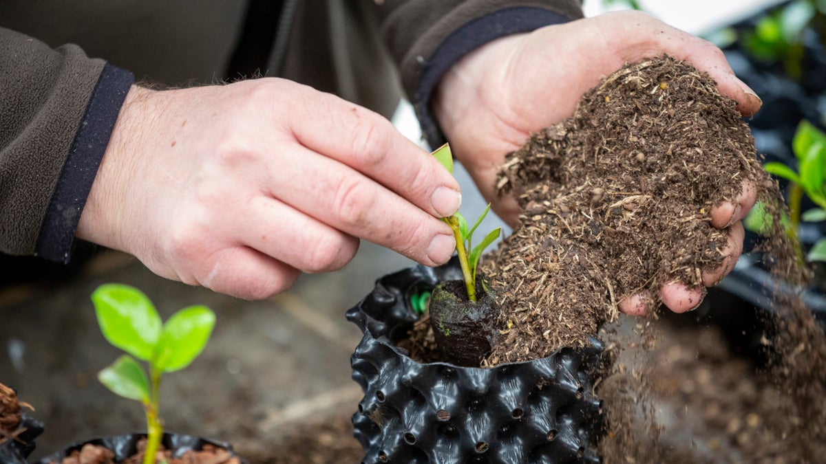 Conserving and protecting plants National Trust