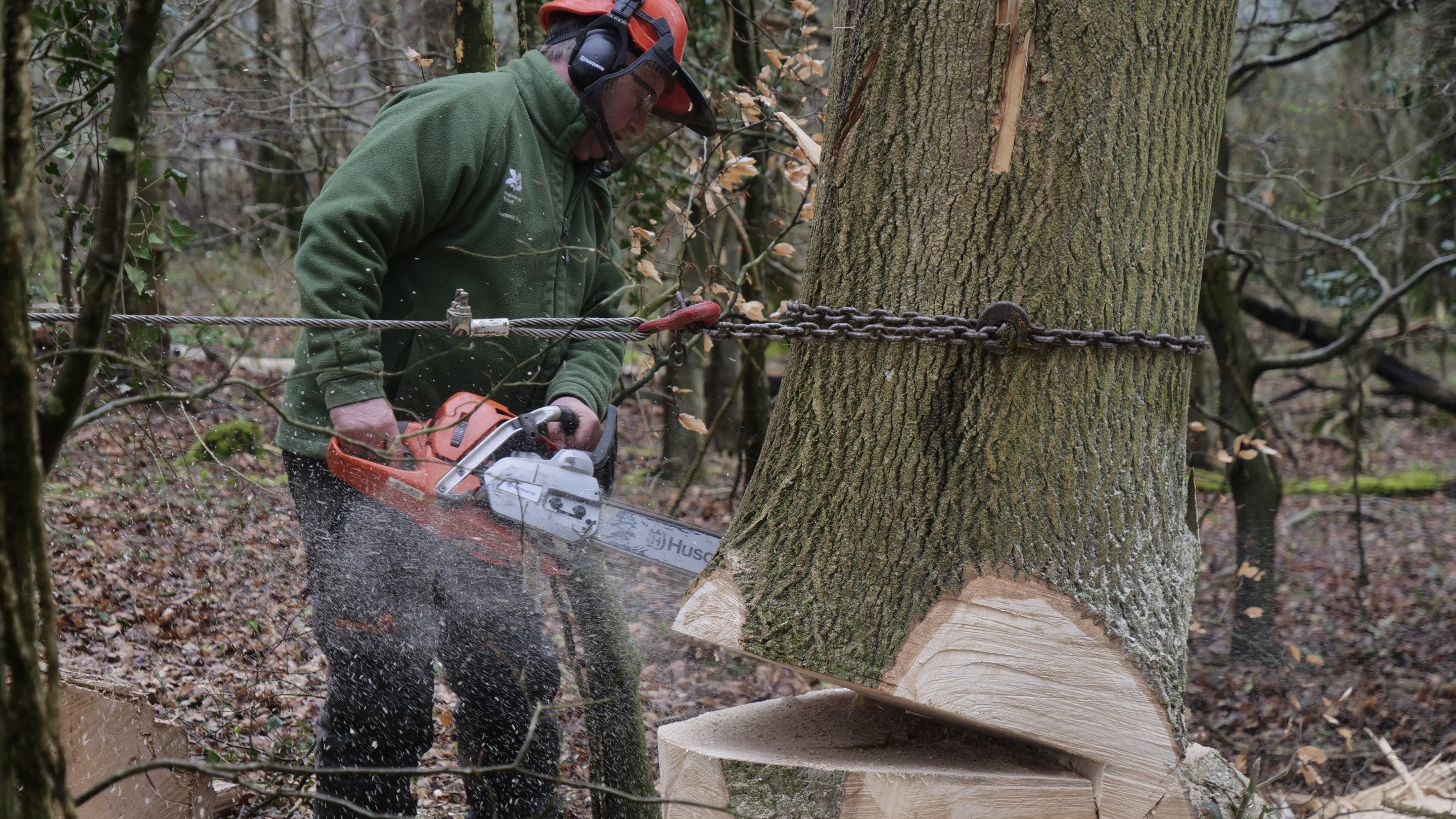Ranger chain sawing a wind damaged ash tree at Fontmell and Melbury Downs, Dorset