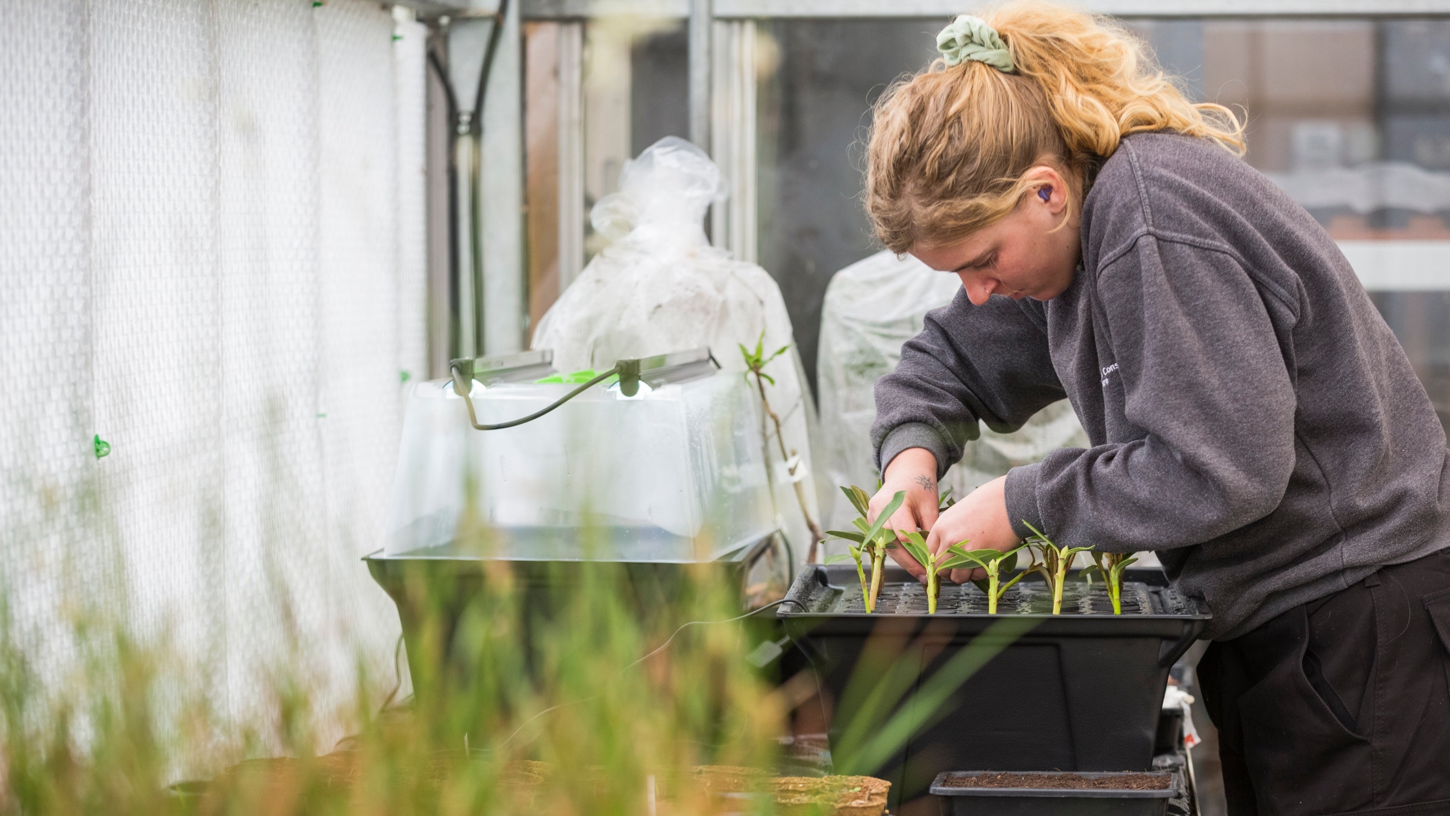 A woman using a hydropod planting tray to grow propagated plants