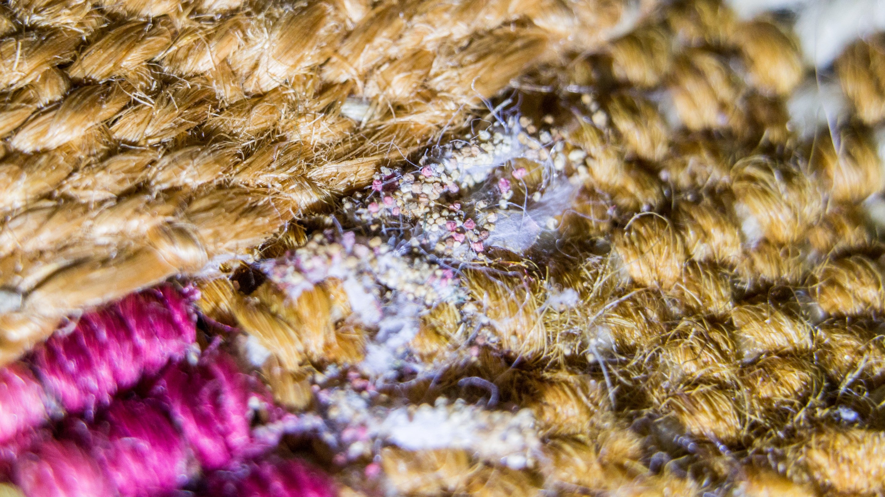 Damage to a carpet caused by moths