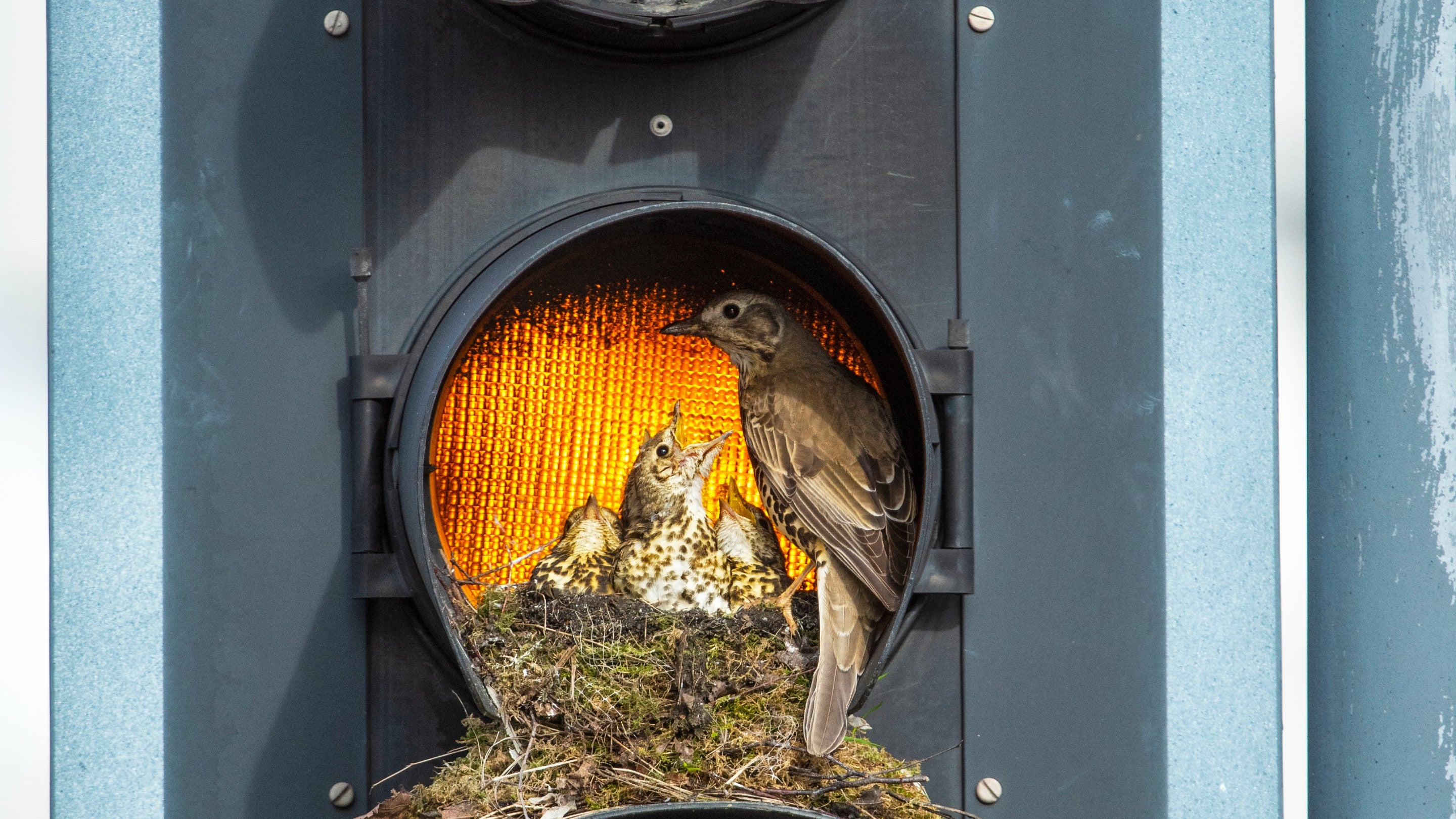 Mistle thrush tending to chicks in traffic light nest