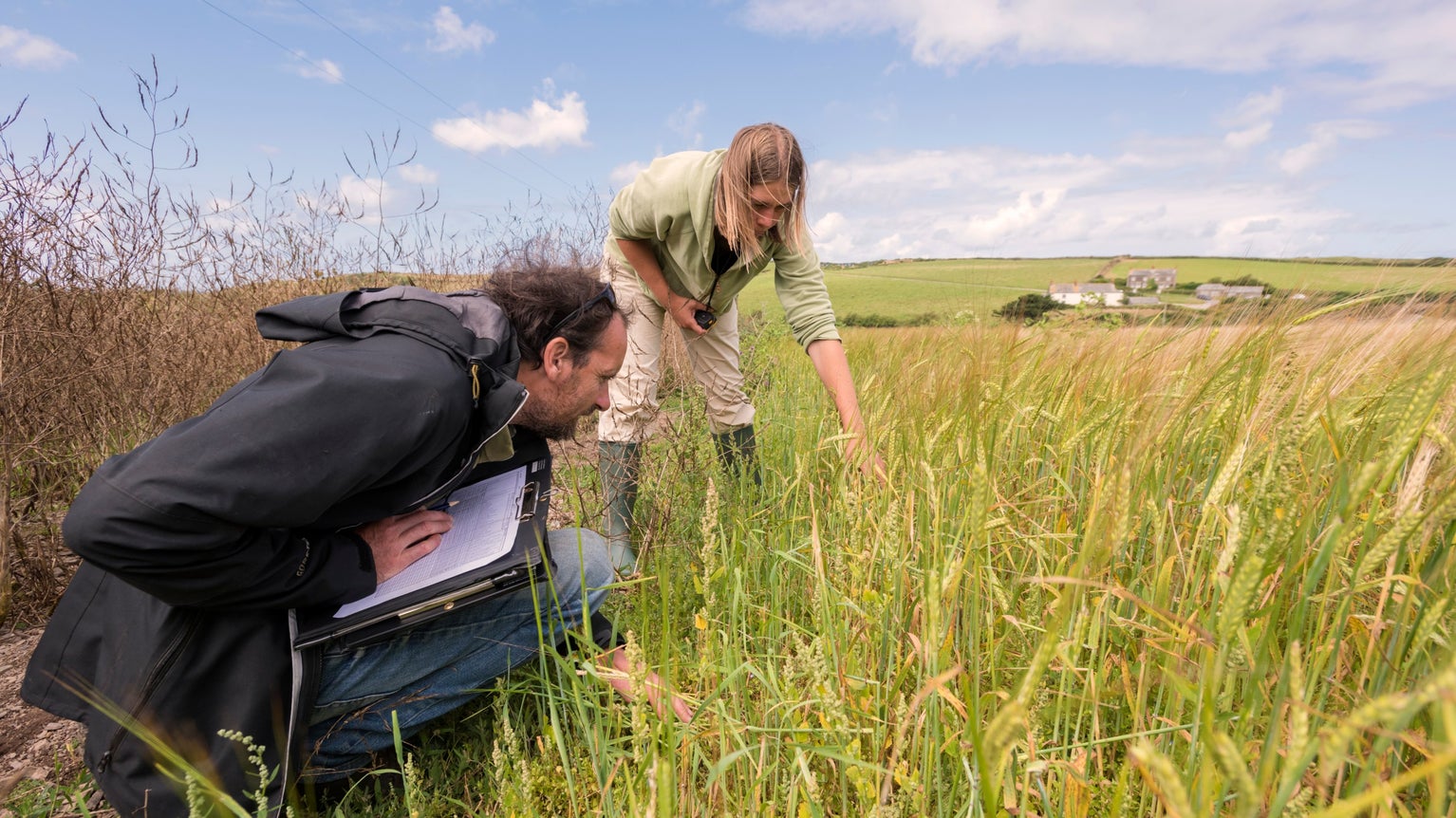 Two people crouching down to look at long grass at Pentire, Cornwall