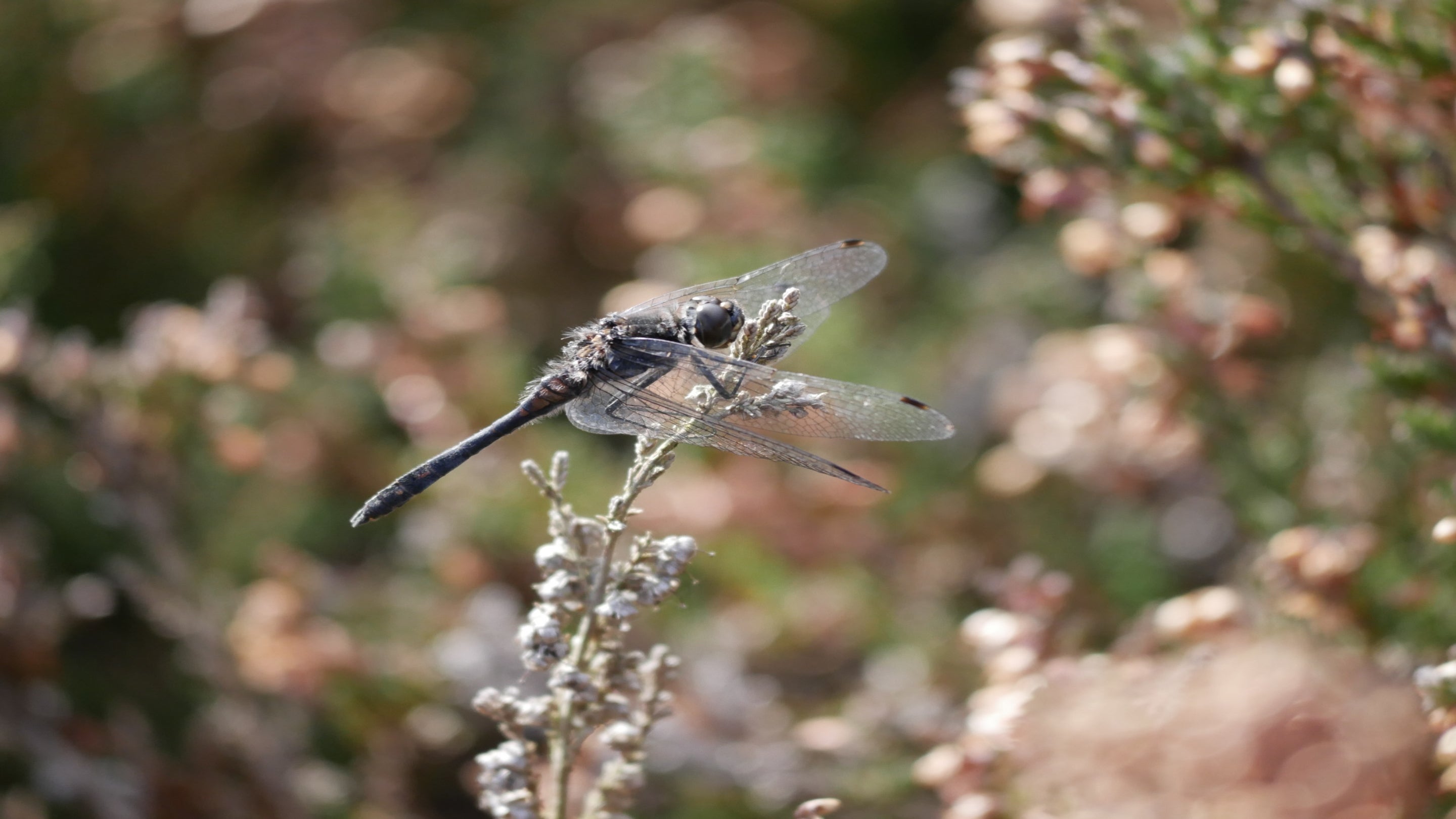 Black darter dragonfly