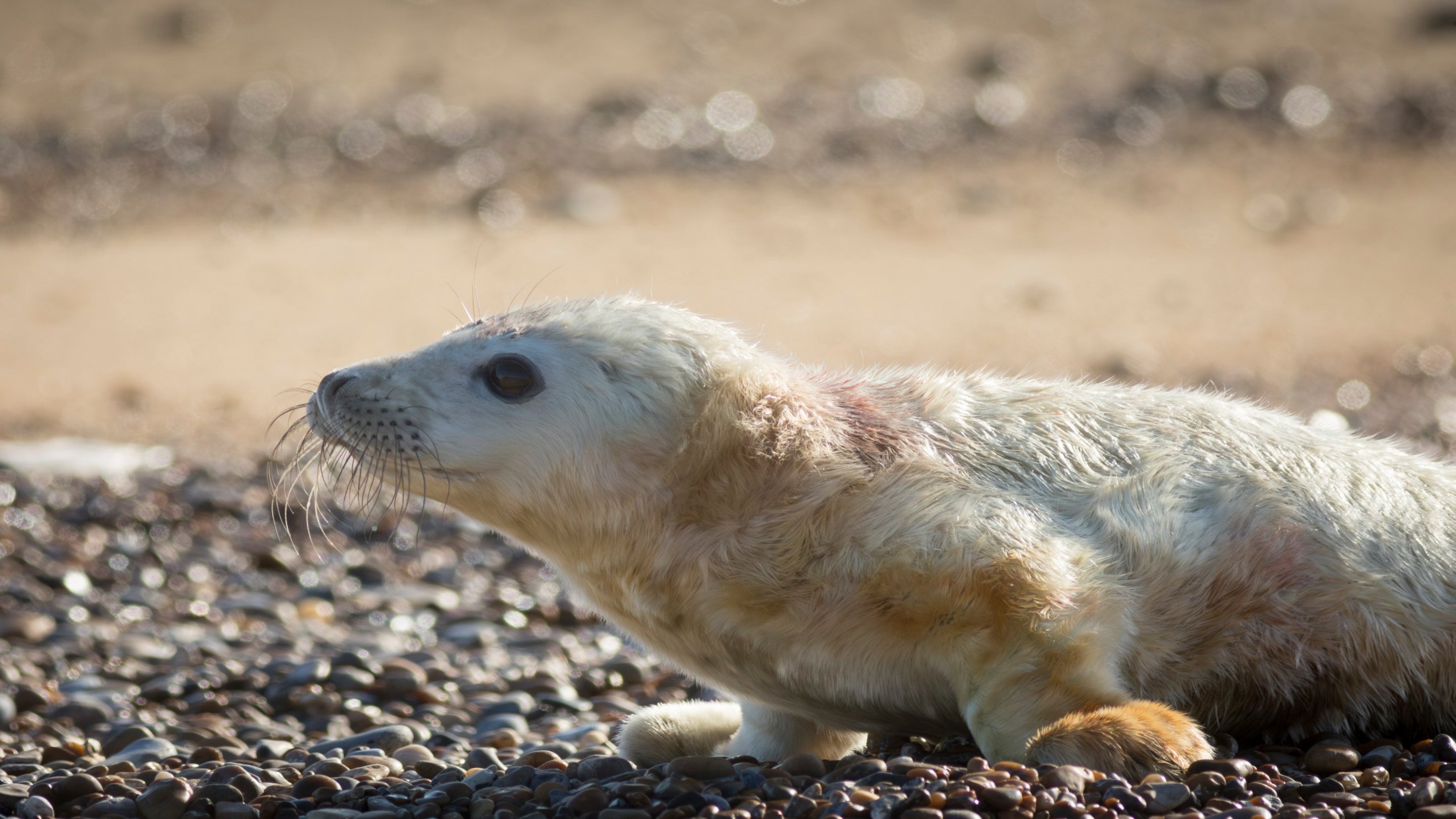 Grey seal pup on the shingle at Orford Ness National Nature Reserve, Suffolk
