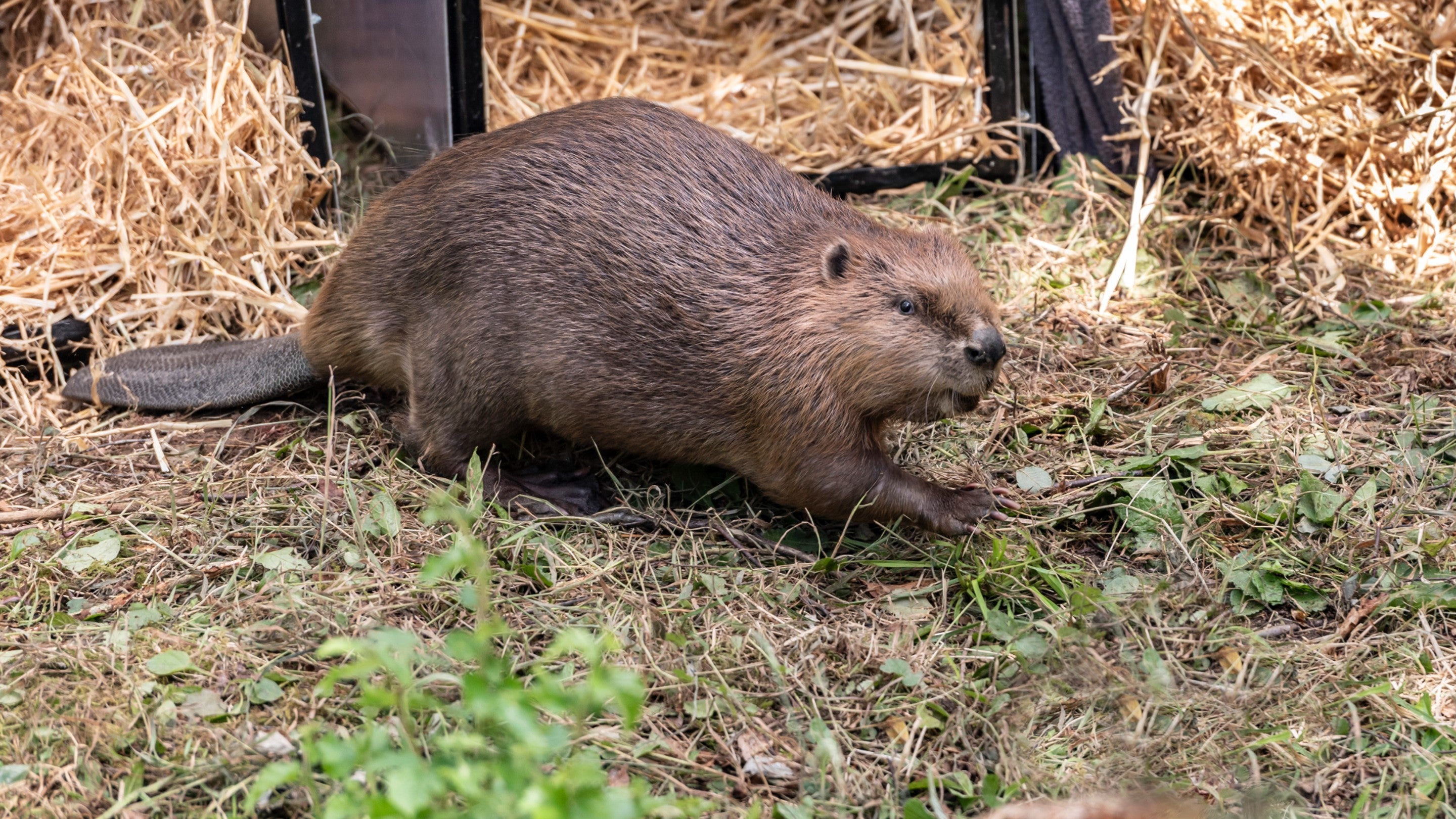 Beavers released on the Wallington Estate, Northumberland