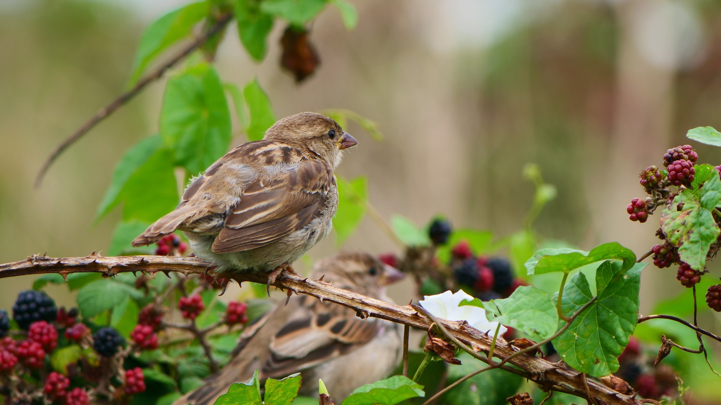 a sparrow on a blackberry bush