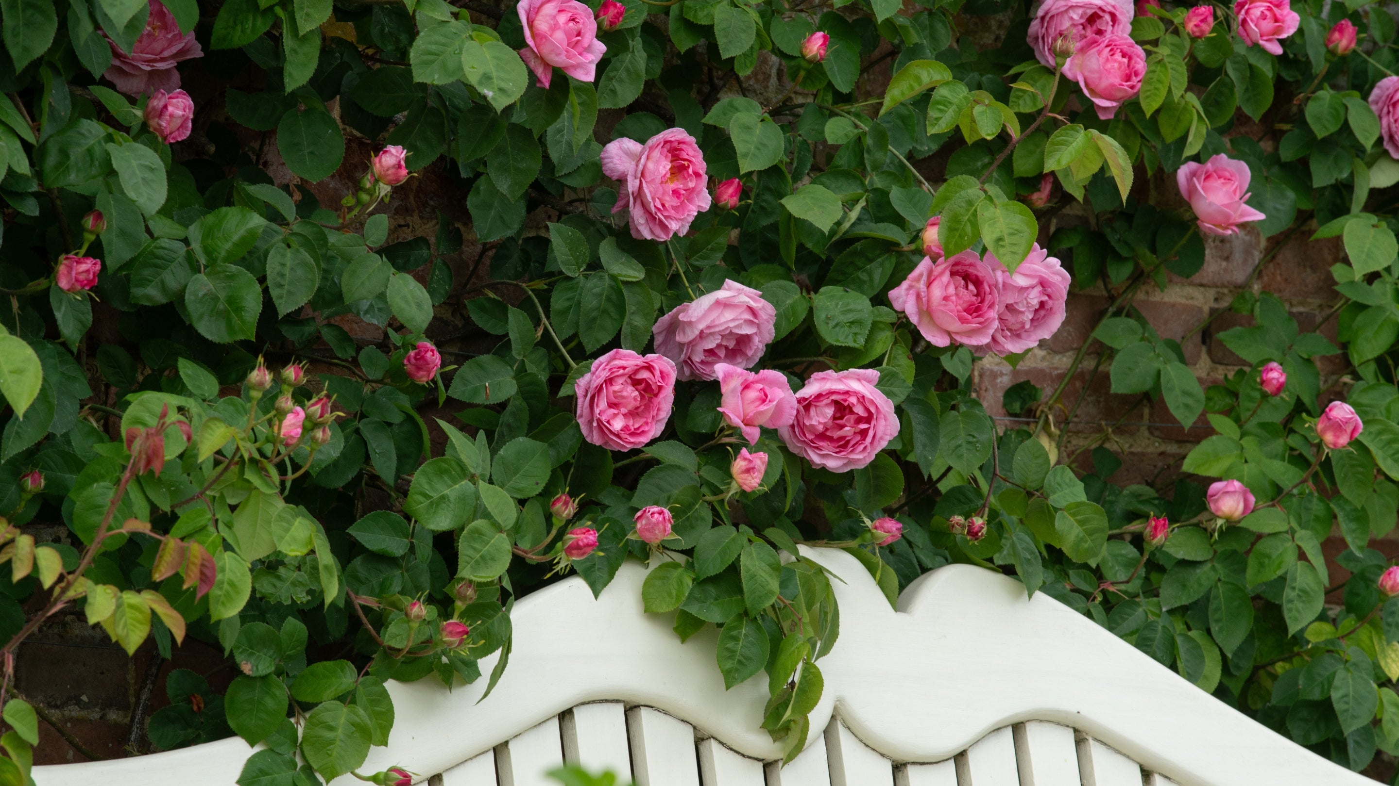 Bright pink Constance Spry roses bloom above a white bench