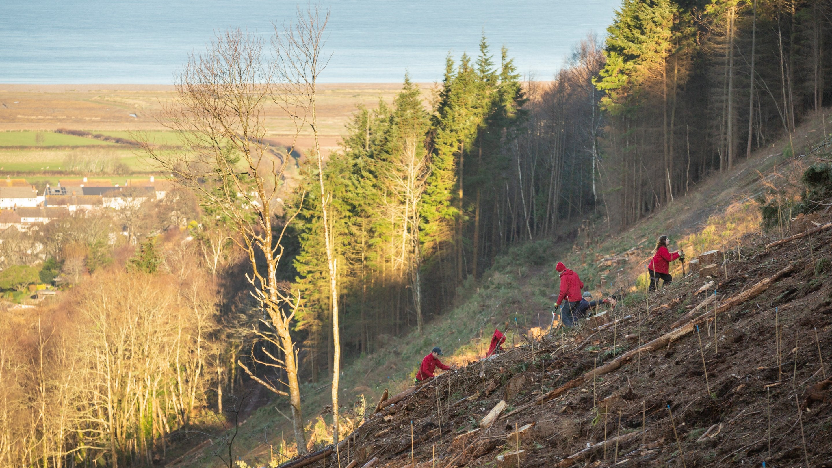 Tree planting at Doverhay, near Porlock, south west Somerset. Rangers planting a mix of native broadleaf trees including Hawthorn, Crab apple, Oak, Birch, Hazel and Sweet chestnut to increase bio-diversity. The Bristol Channel in the distance.