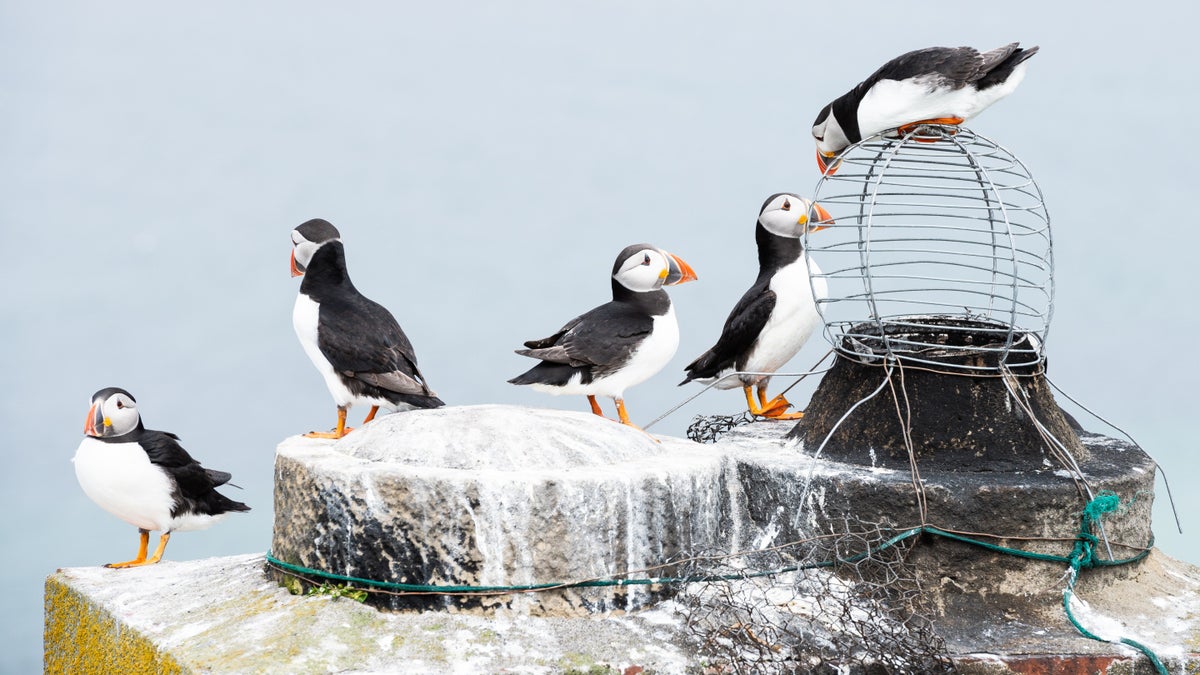 Farne Islands | Northumberland | National Trust