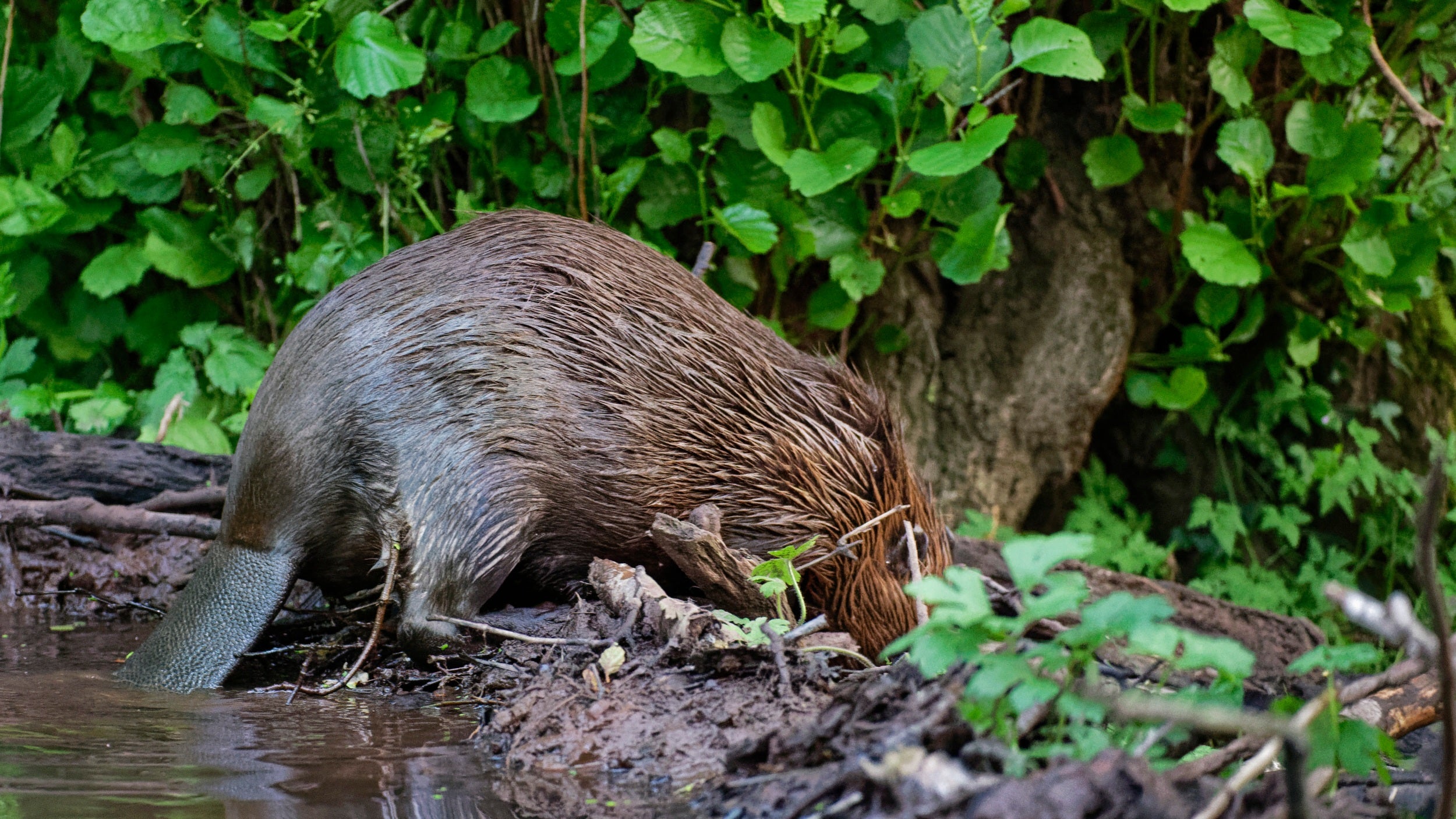 A brown beaver with its head in the twigs and foliage of its dam and its large bat-like tail lolling in the water behind. Green summer leaves and plants surround the water.